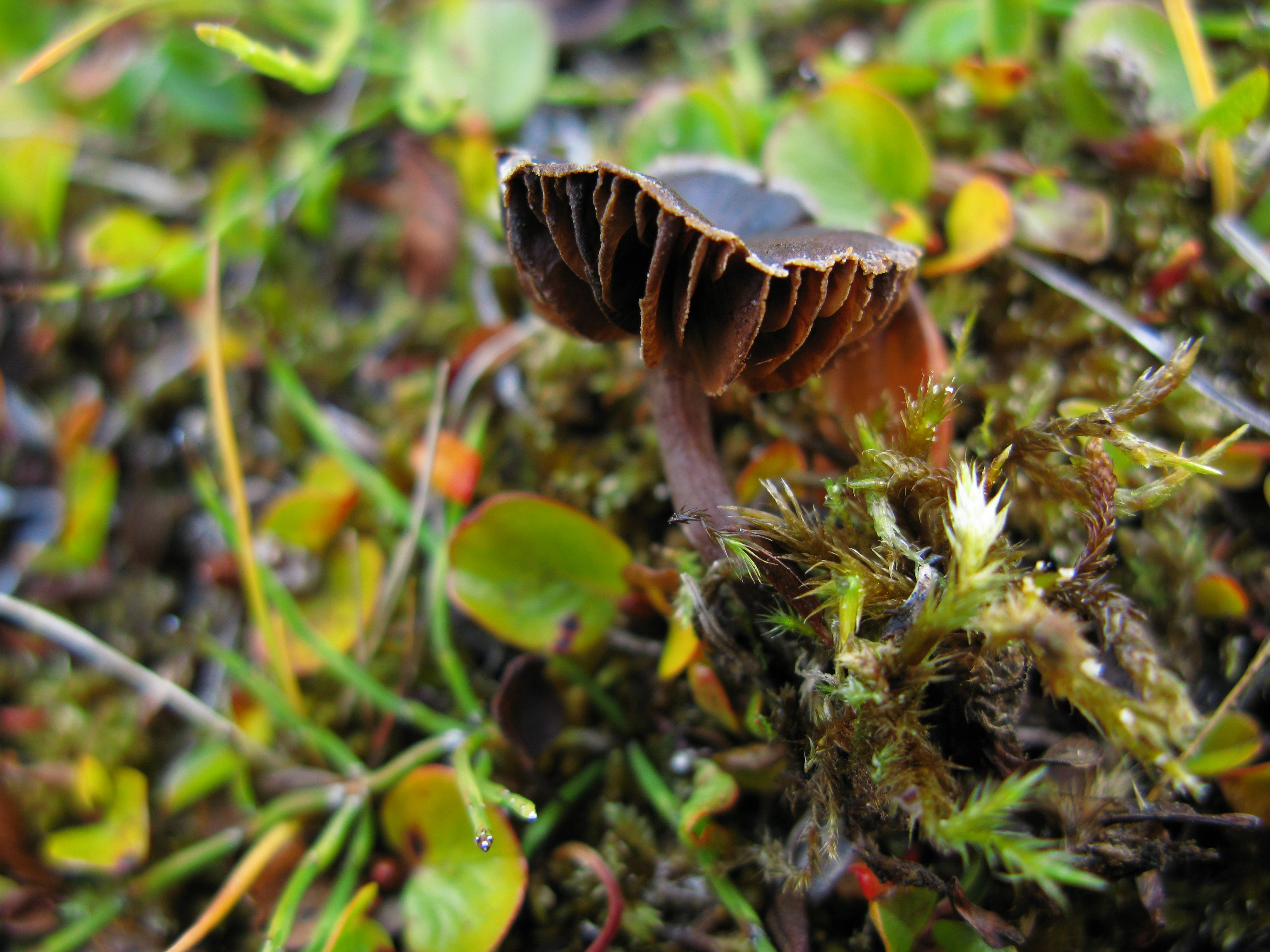 : Cortinarius subtilior.