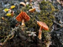 : Cortinarius pseudofallax.