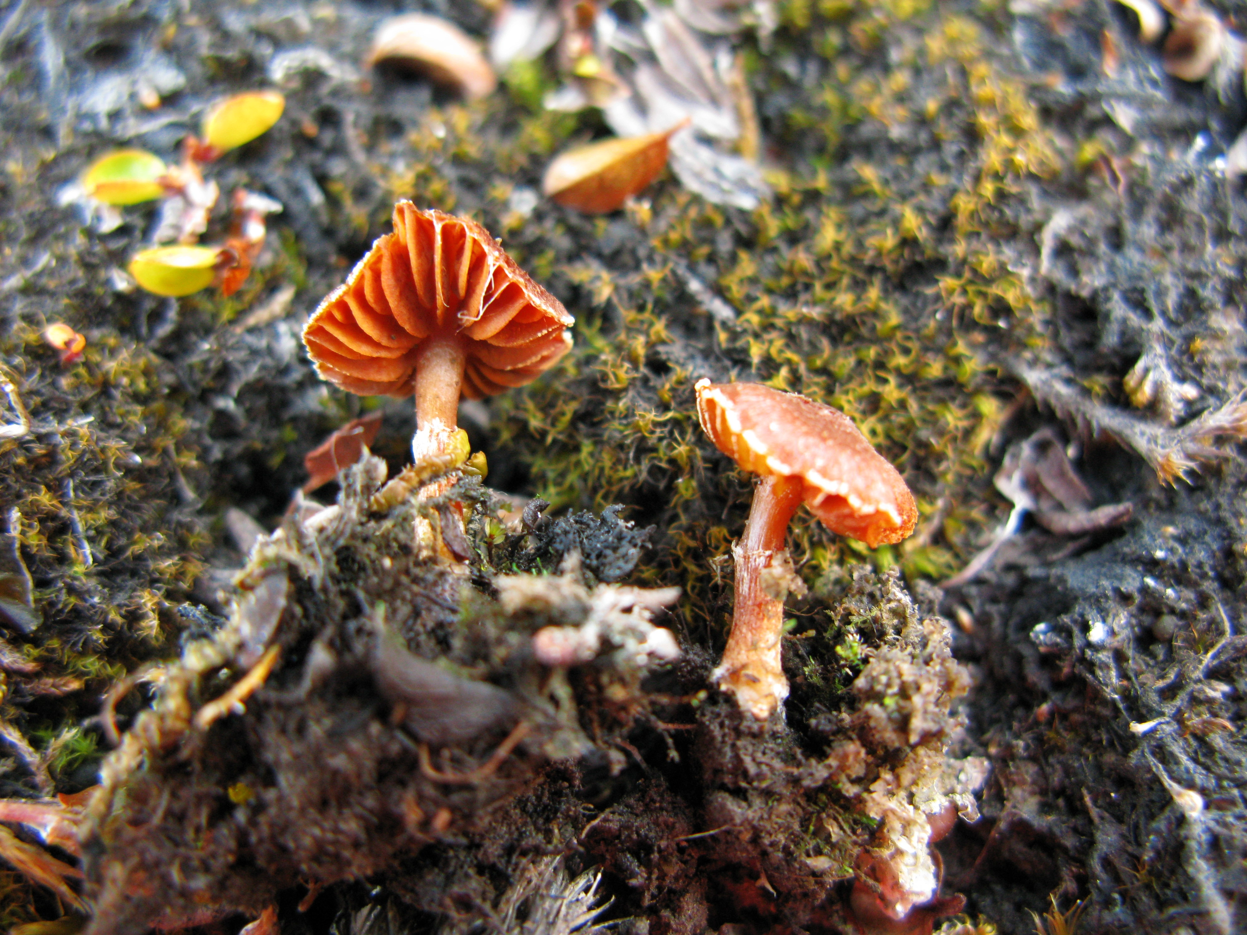 : Cortinarius pseudofallax.