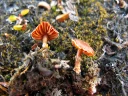 : Cortinarius pseudofallax.