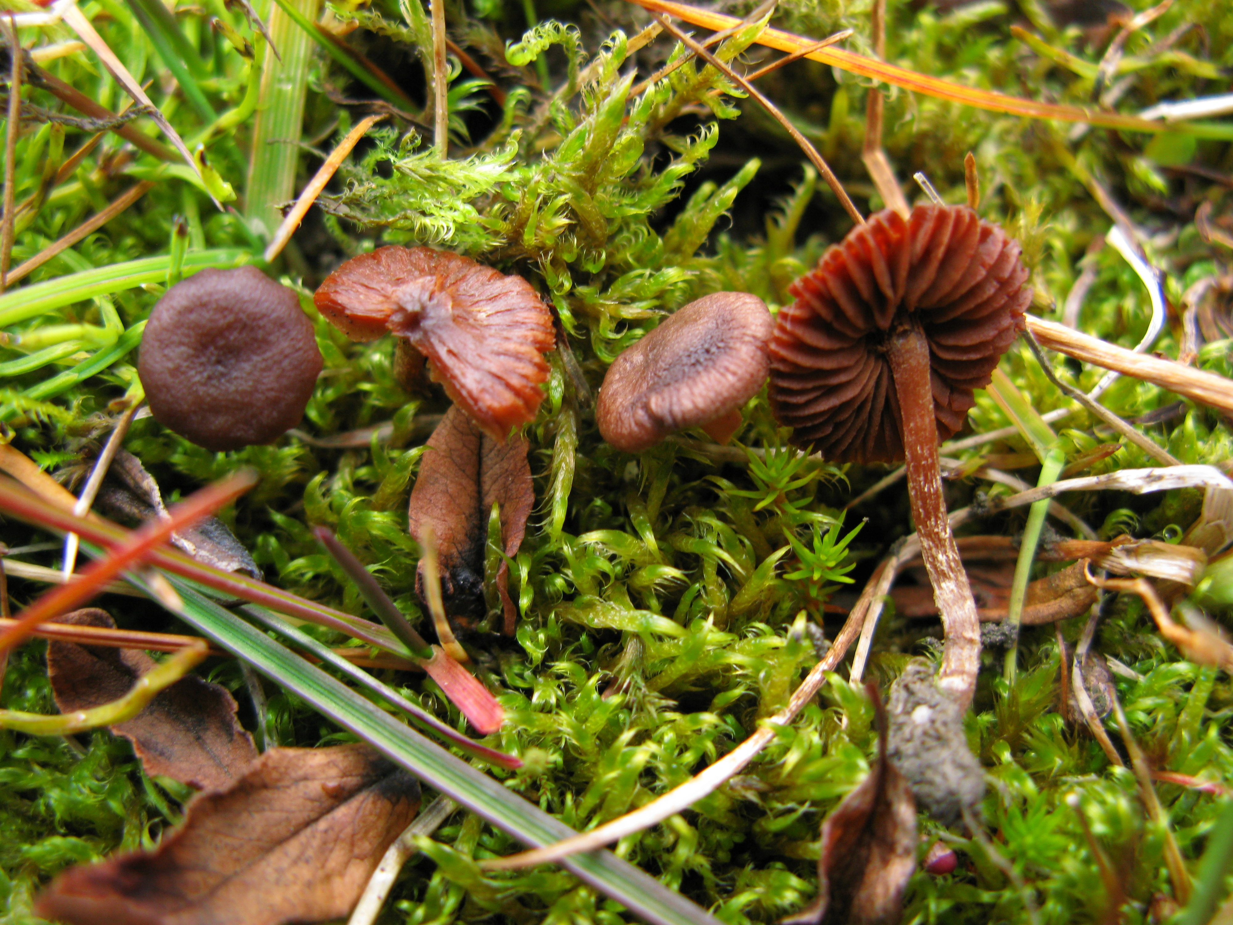 : Cortinarius rusticellus.