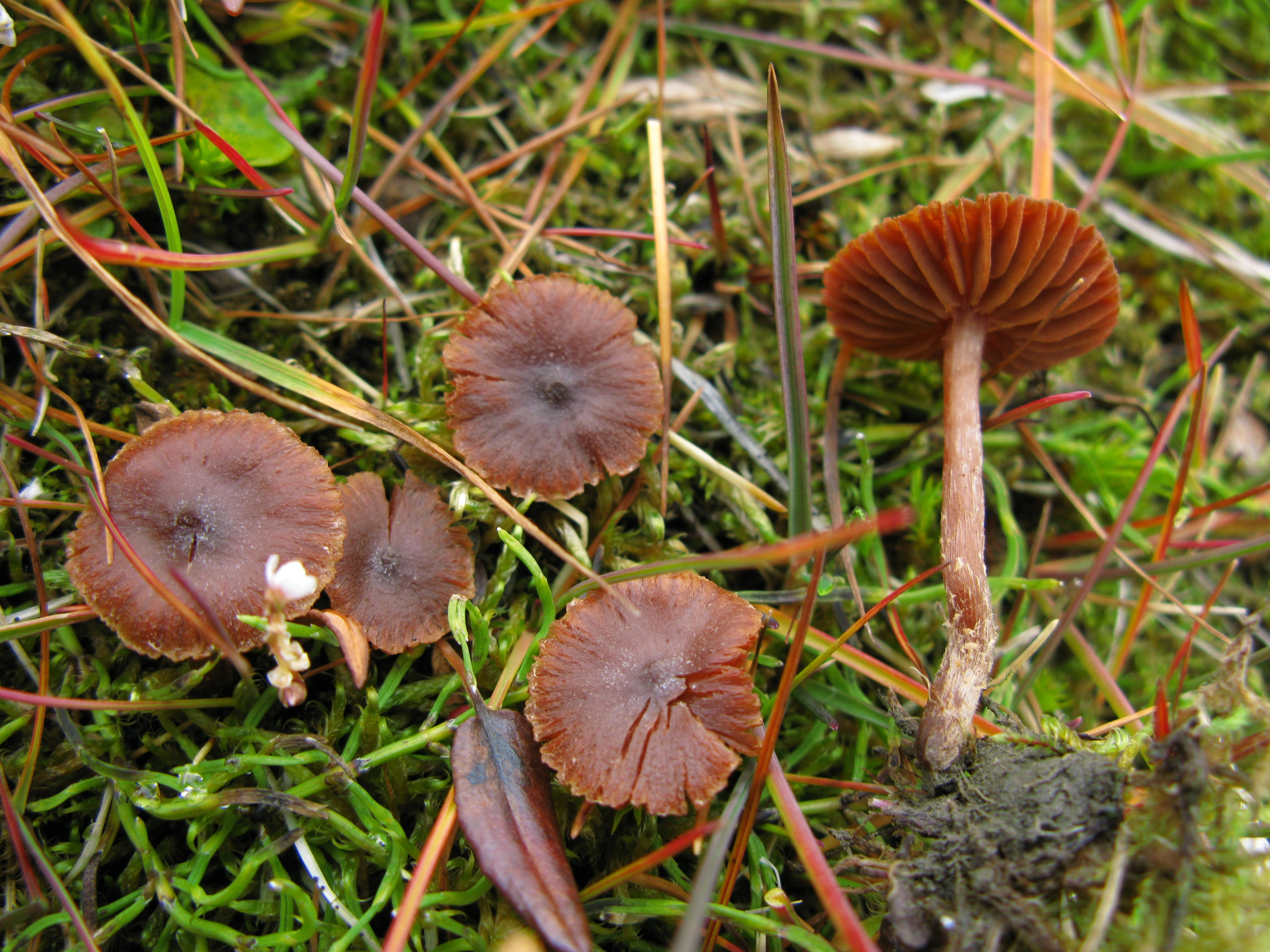 : Cortinarius rusticellus.