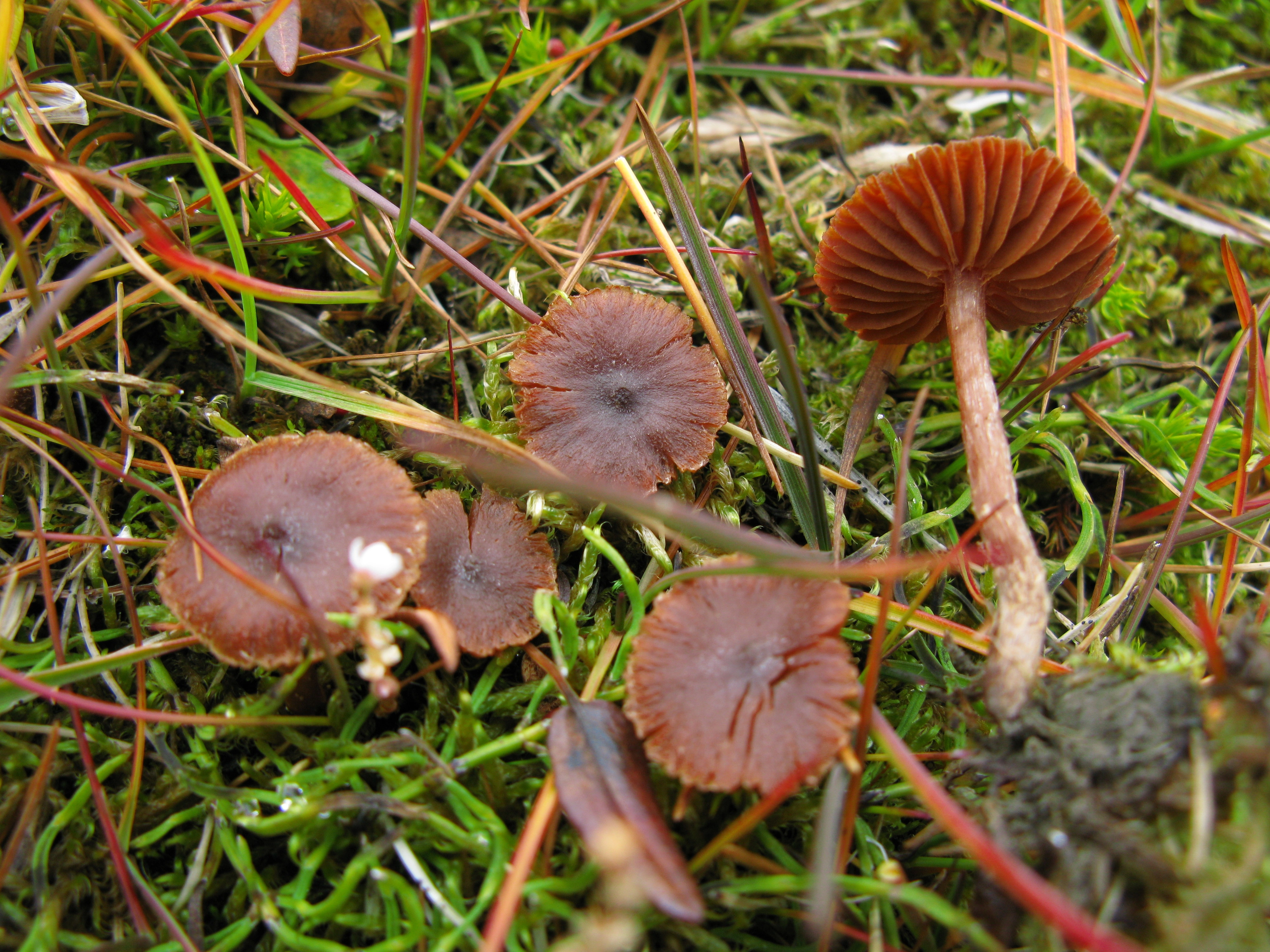 : Cortinarius rusticellus.