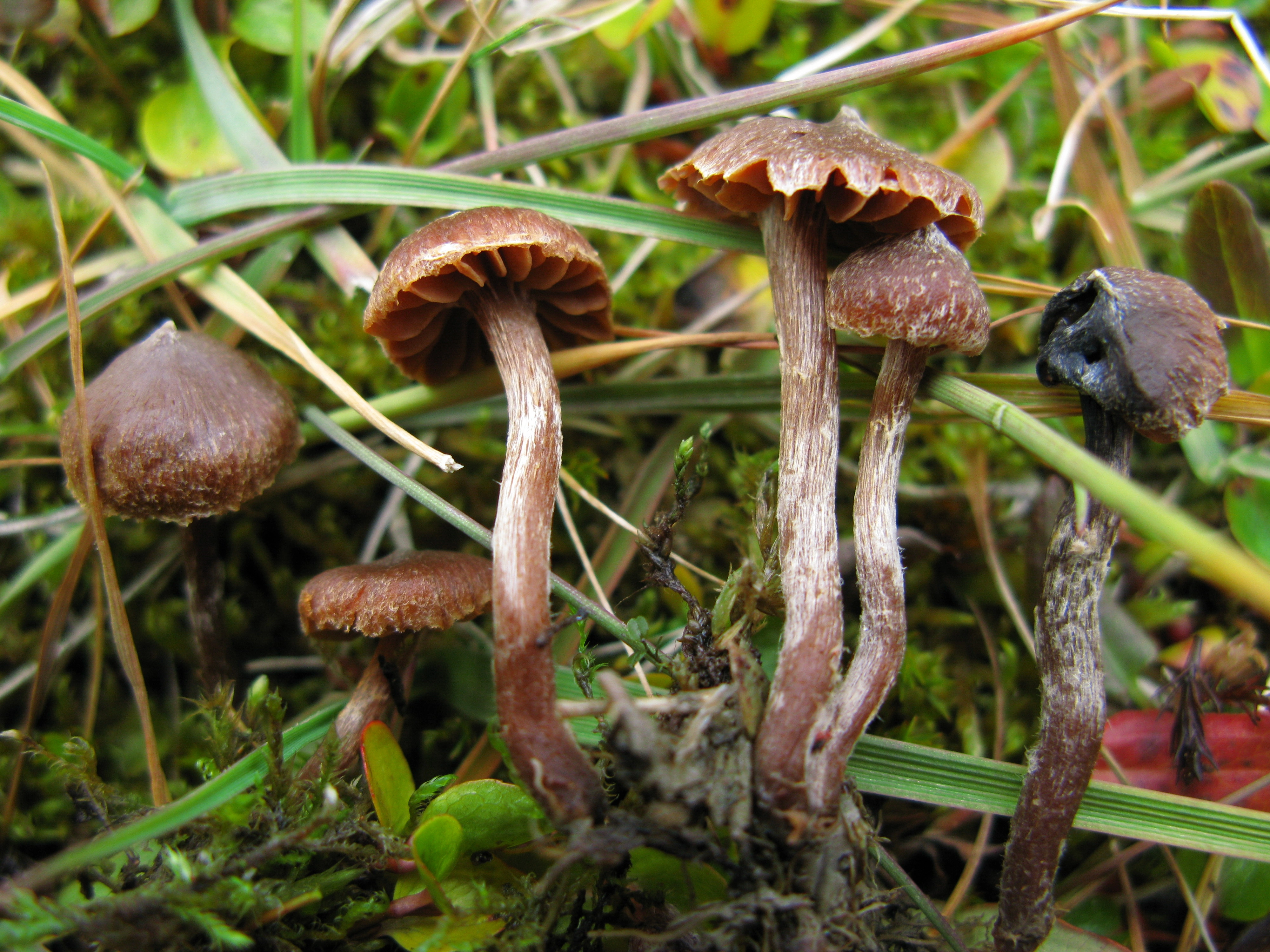 : Cortinarius rusticellus.