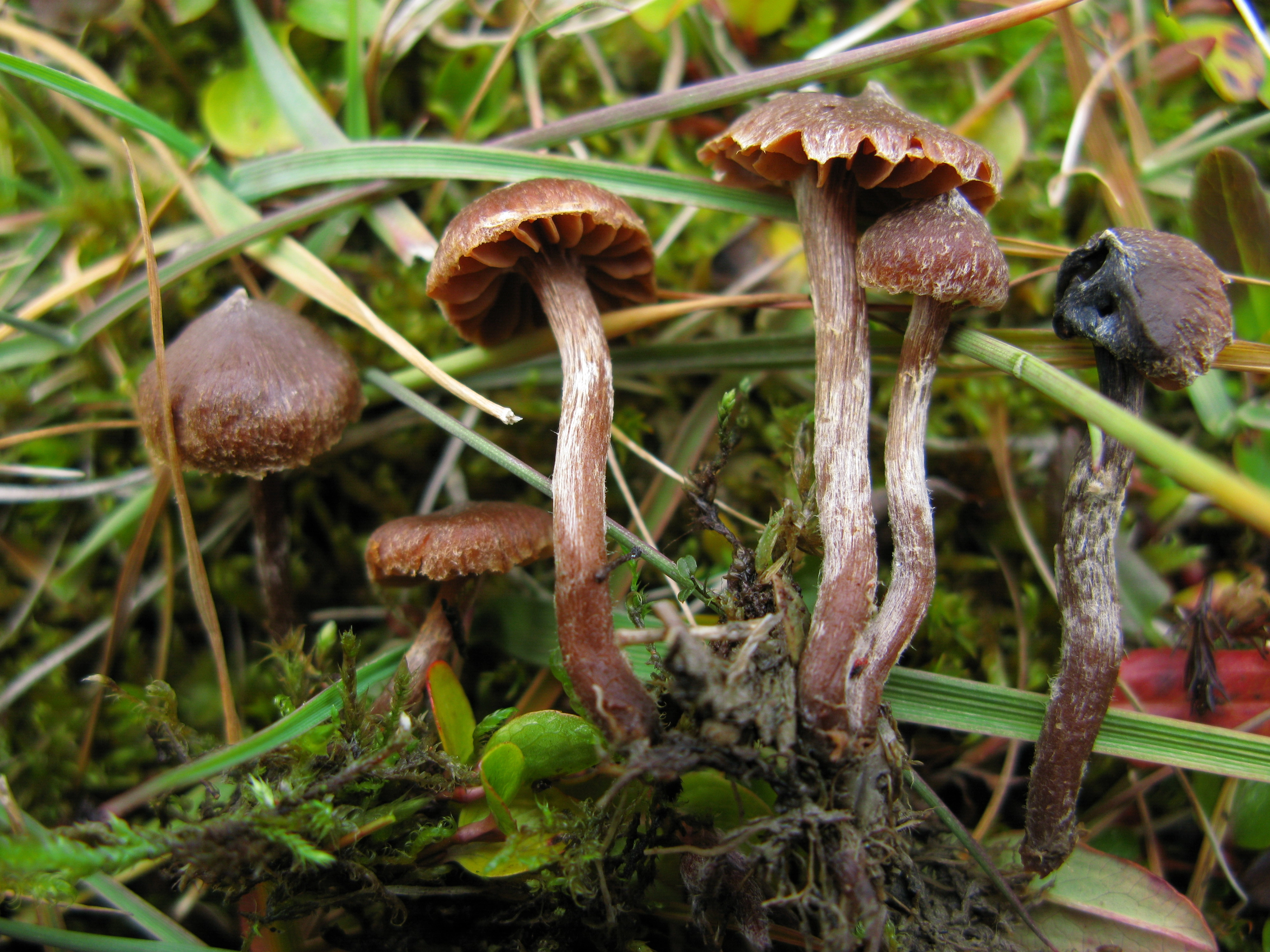 : Cortinarius rusticellus.