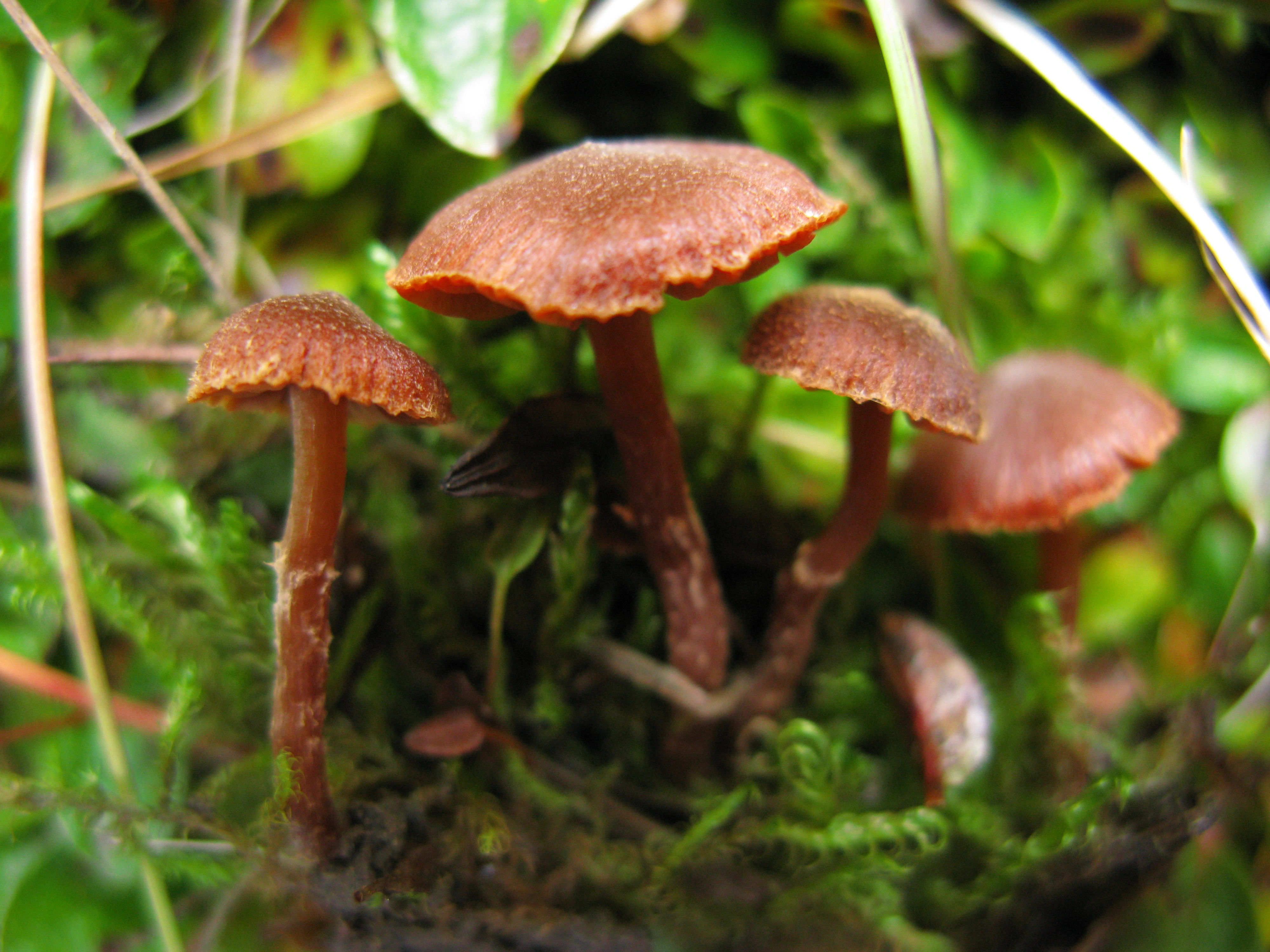 : Cortinarius rusticellus.