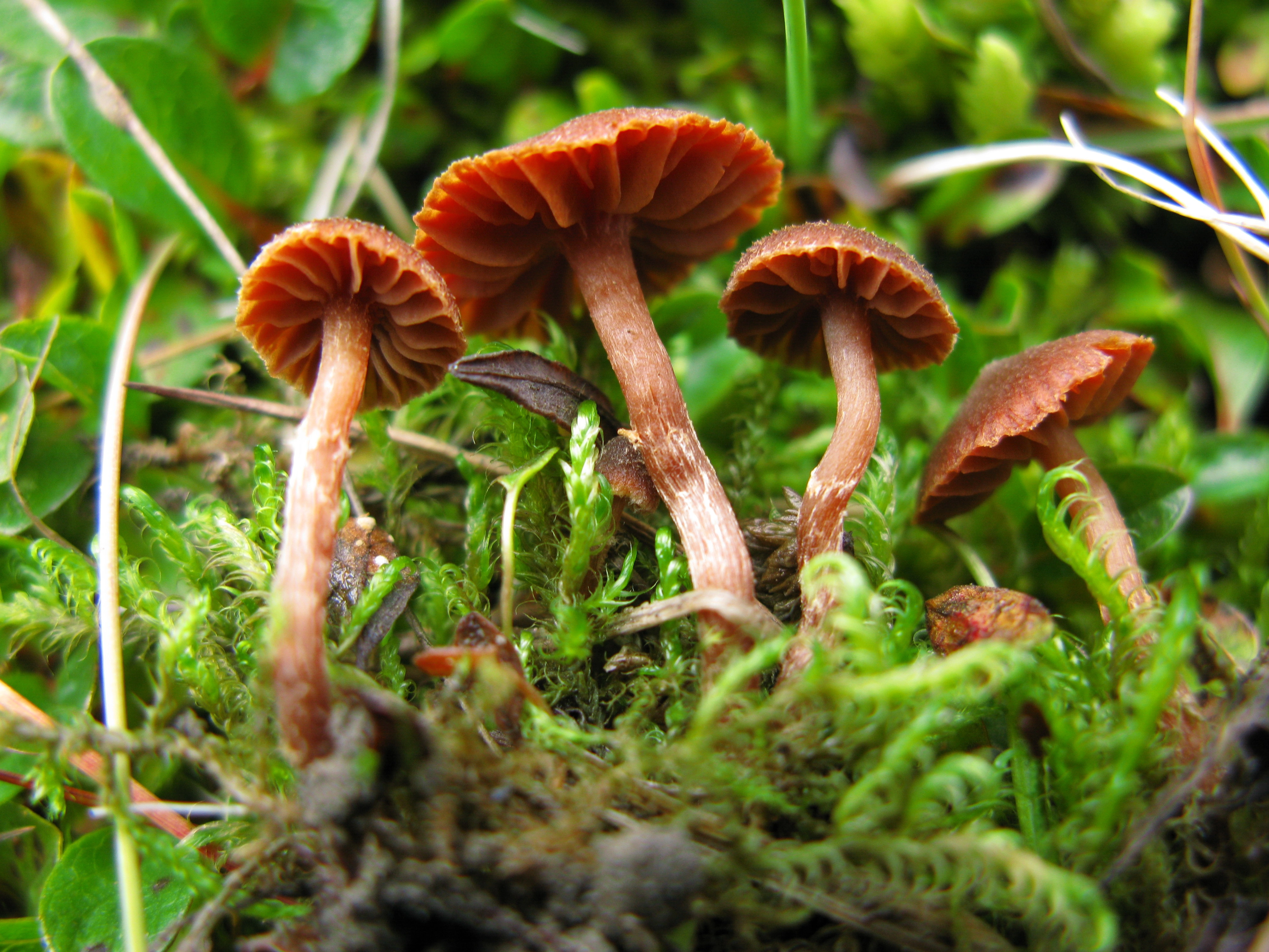 : Cortinarius rusticellus.