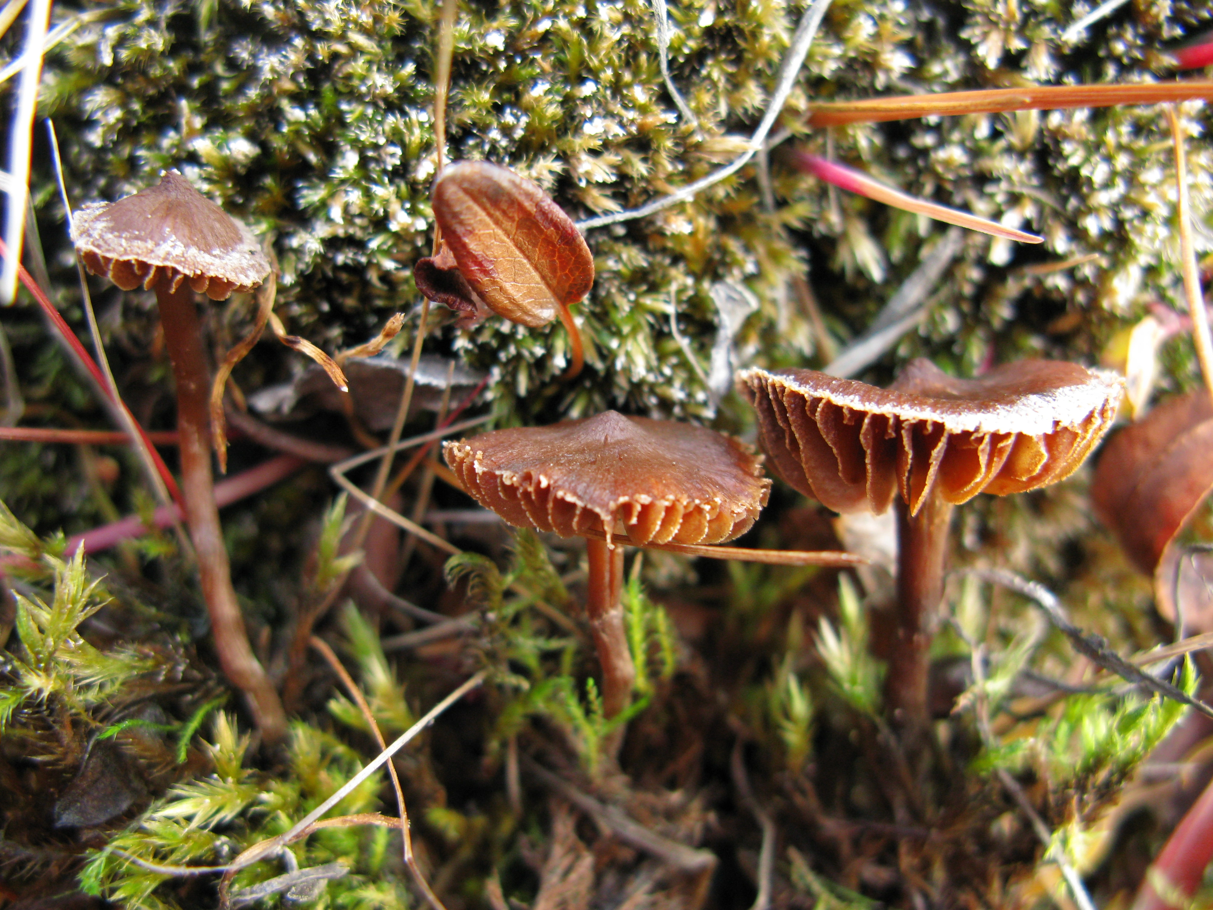 : Cortinarius scotoides.