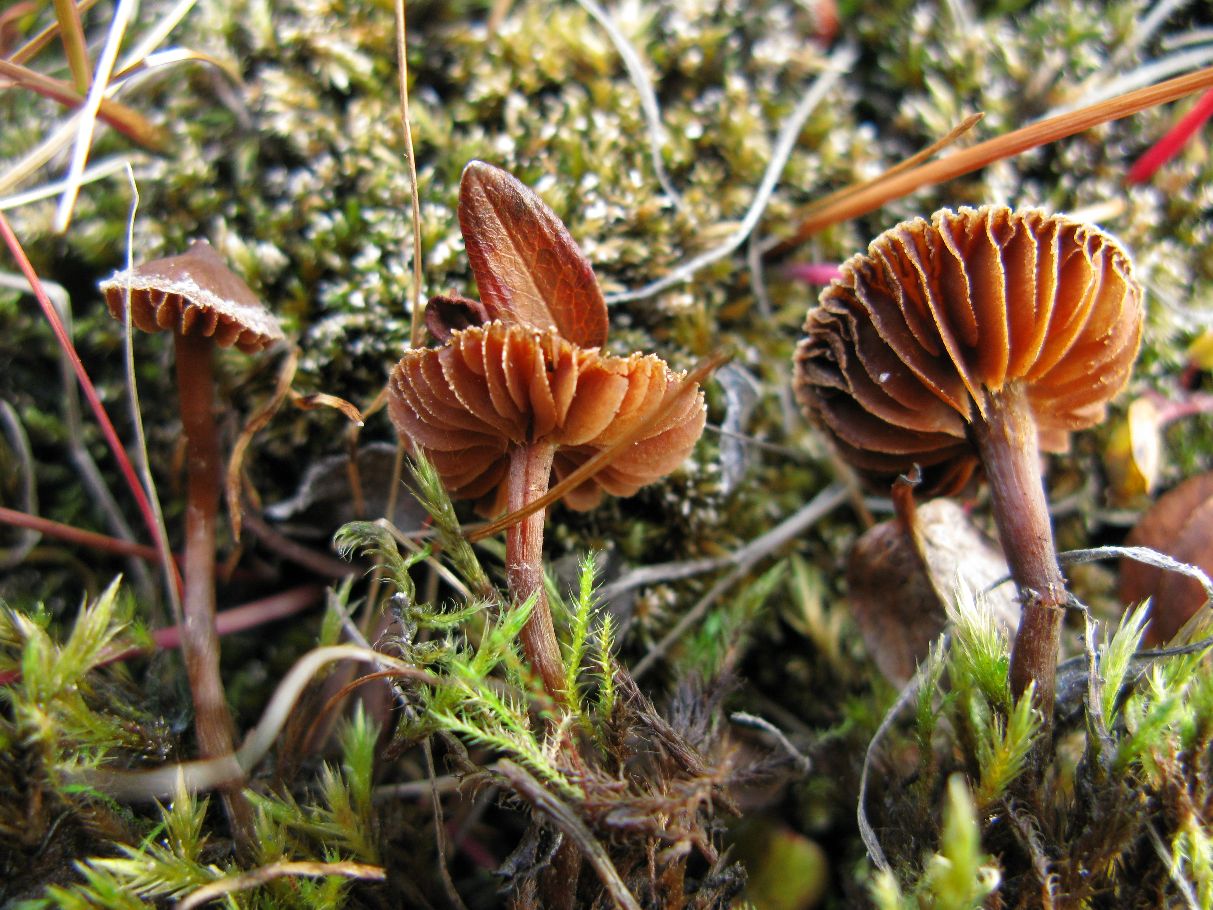 : Cortinarius scotoides.