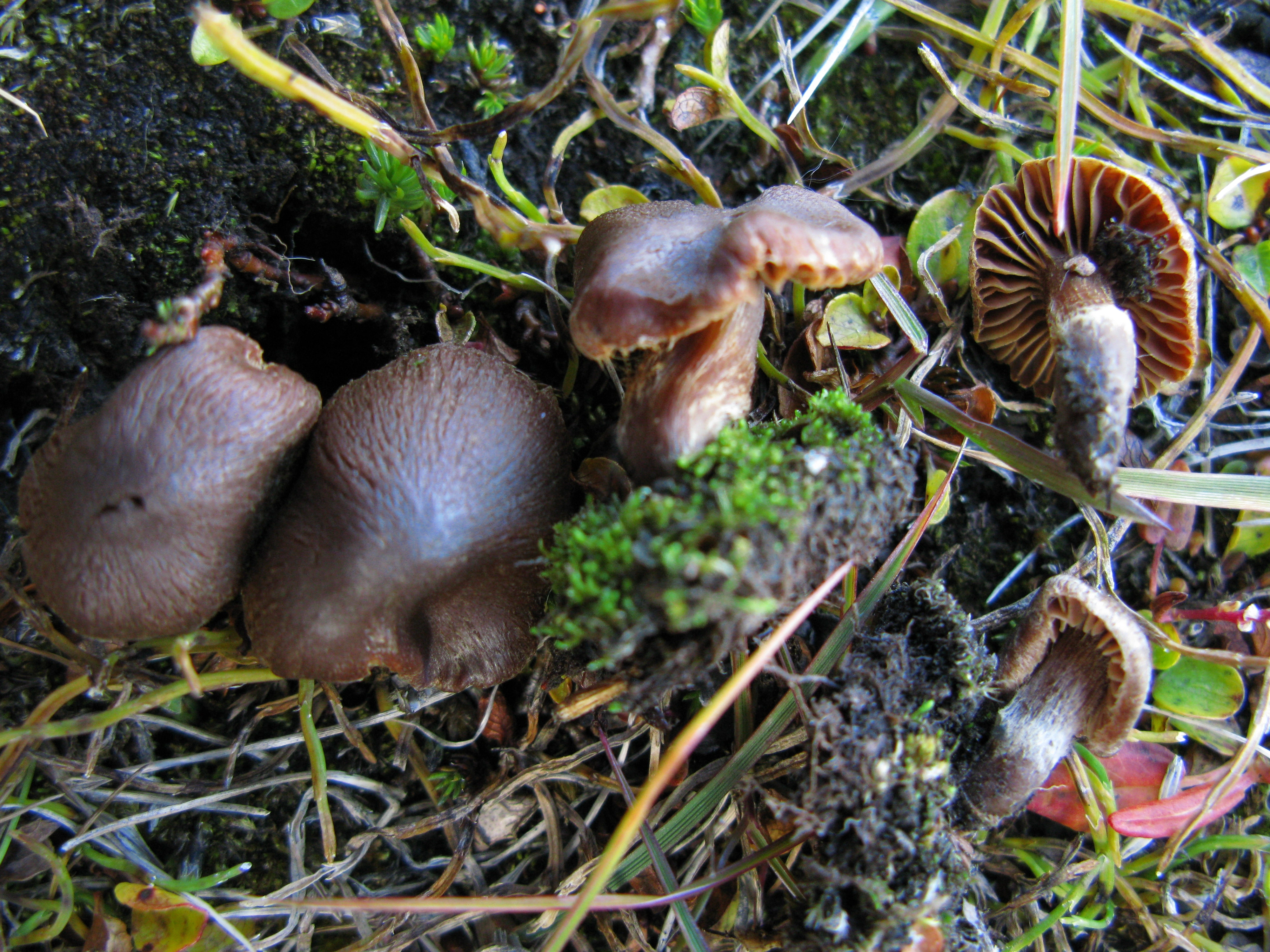 : Cortinarius pseudofusisporus.