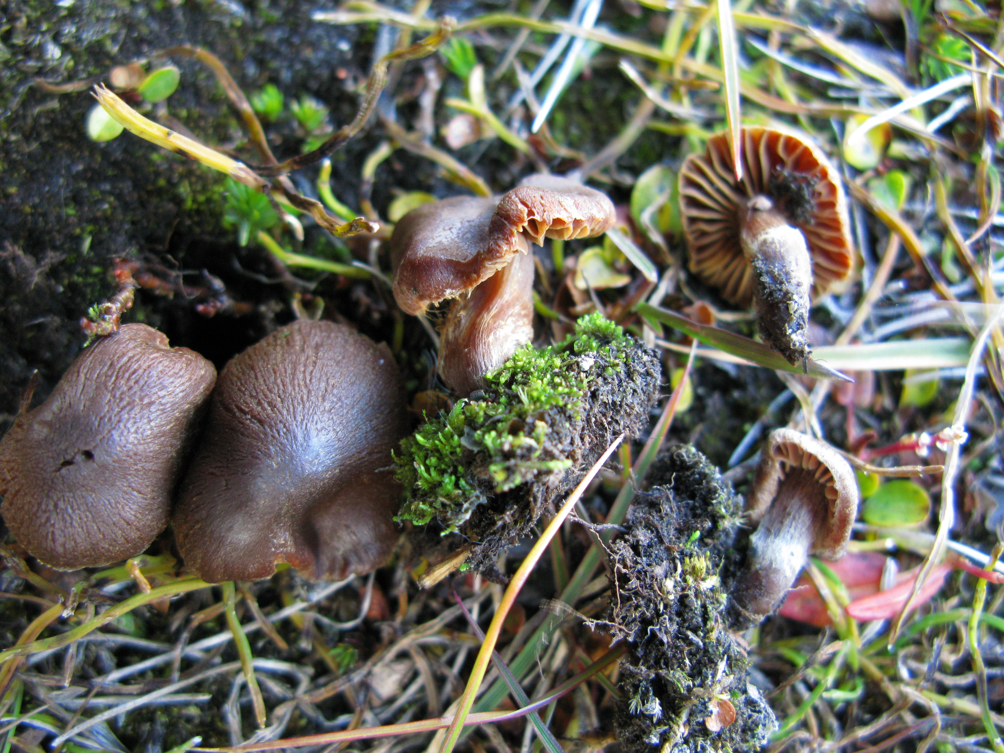 : Cortinarius pseudofusisporus.