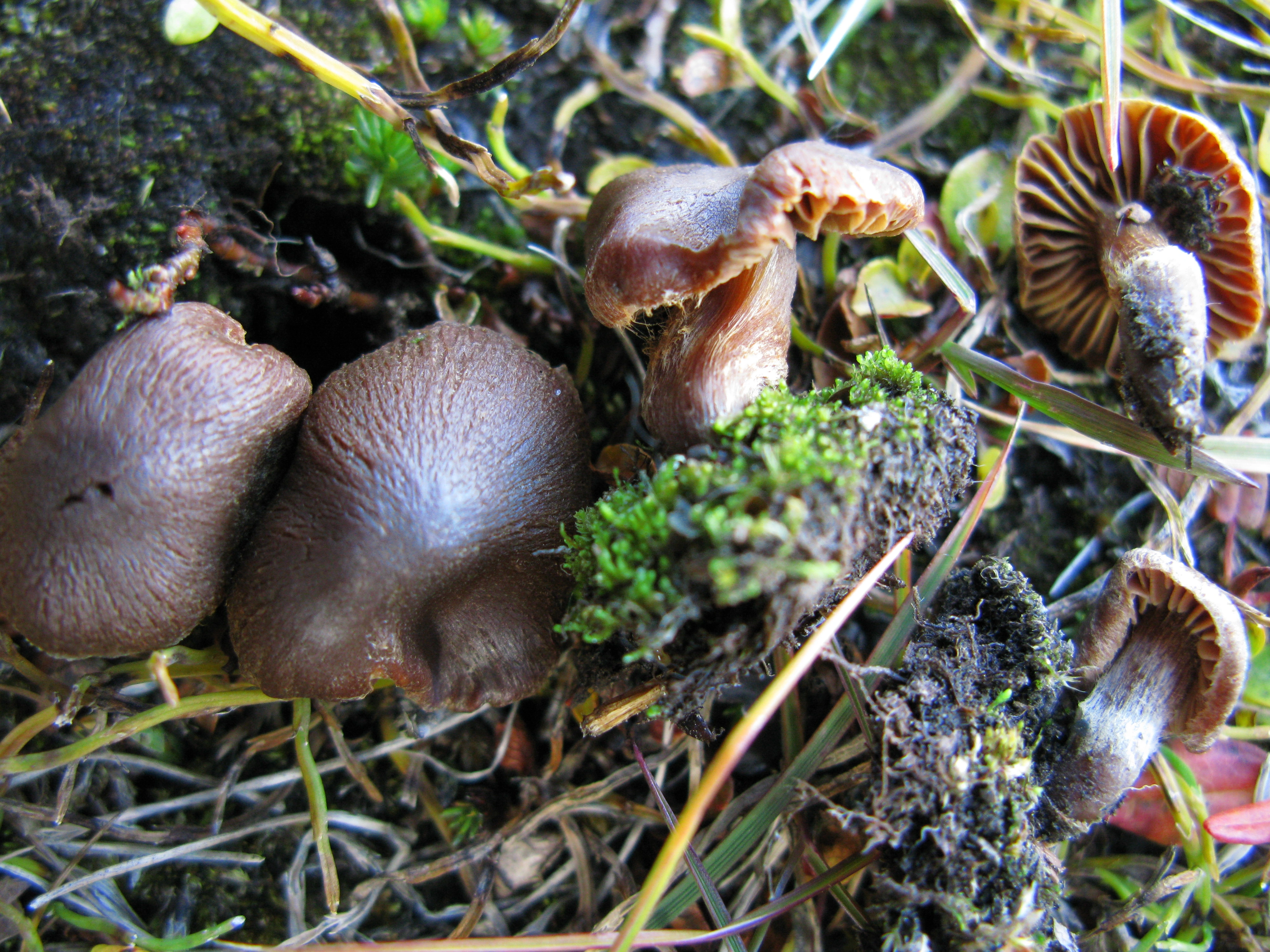 : Cortinarius pseudofusisporus.