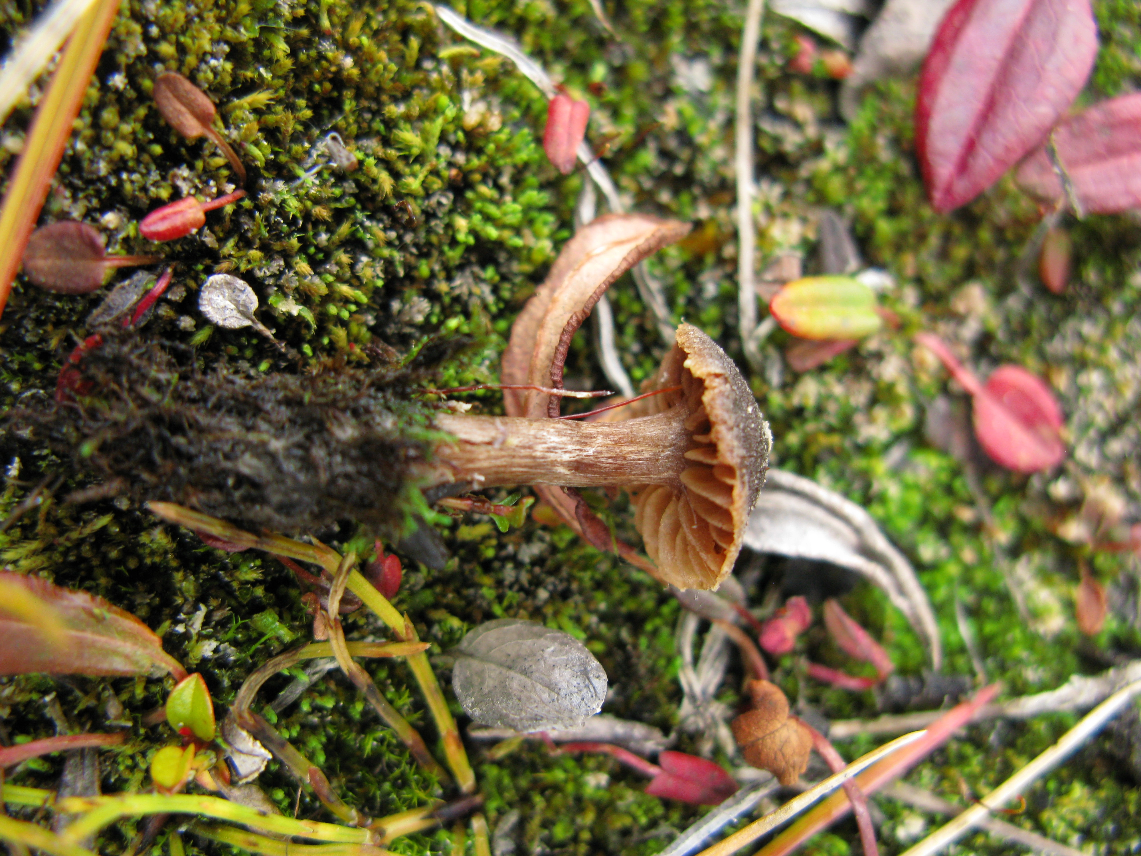 : Cortinarius pulchripes.