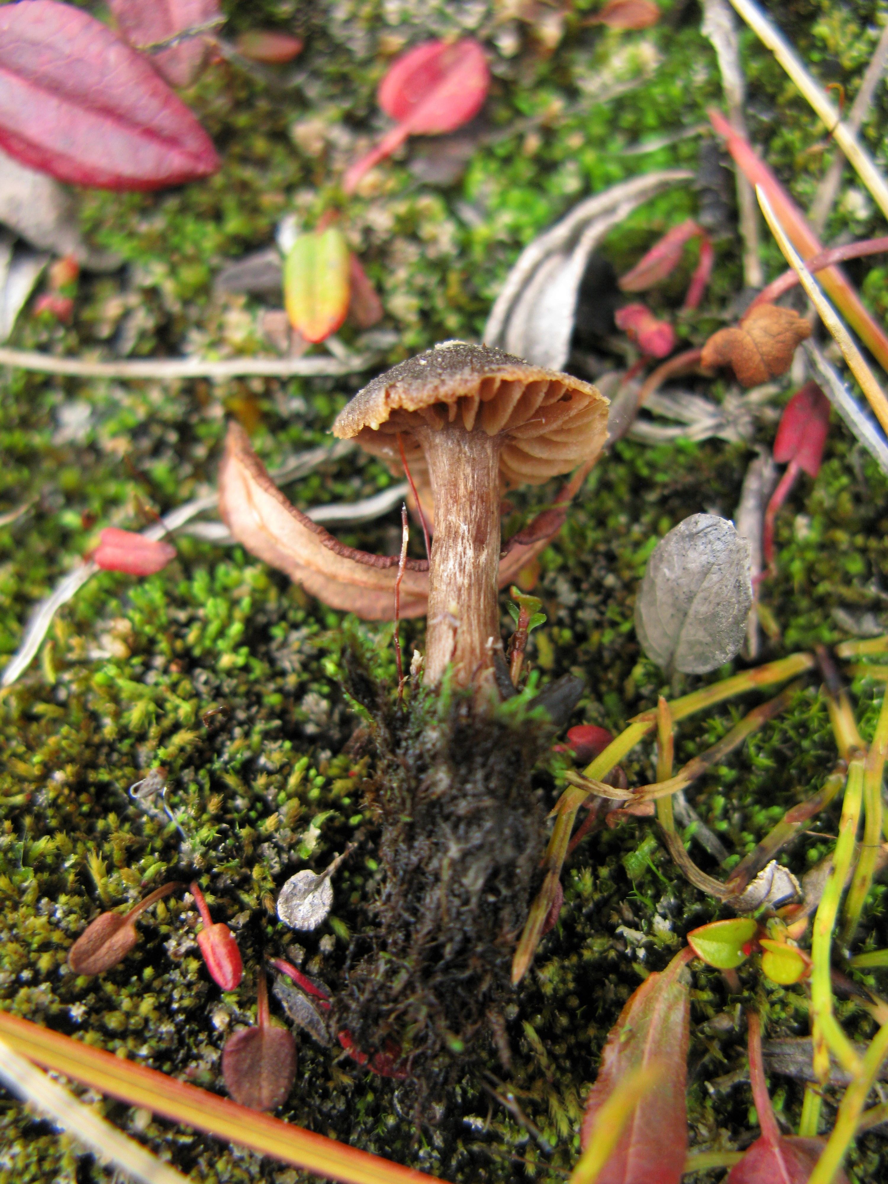 : Cortinarius pulchripes.