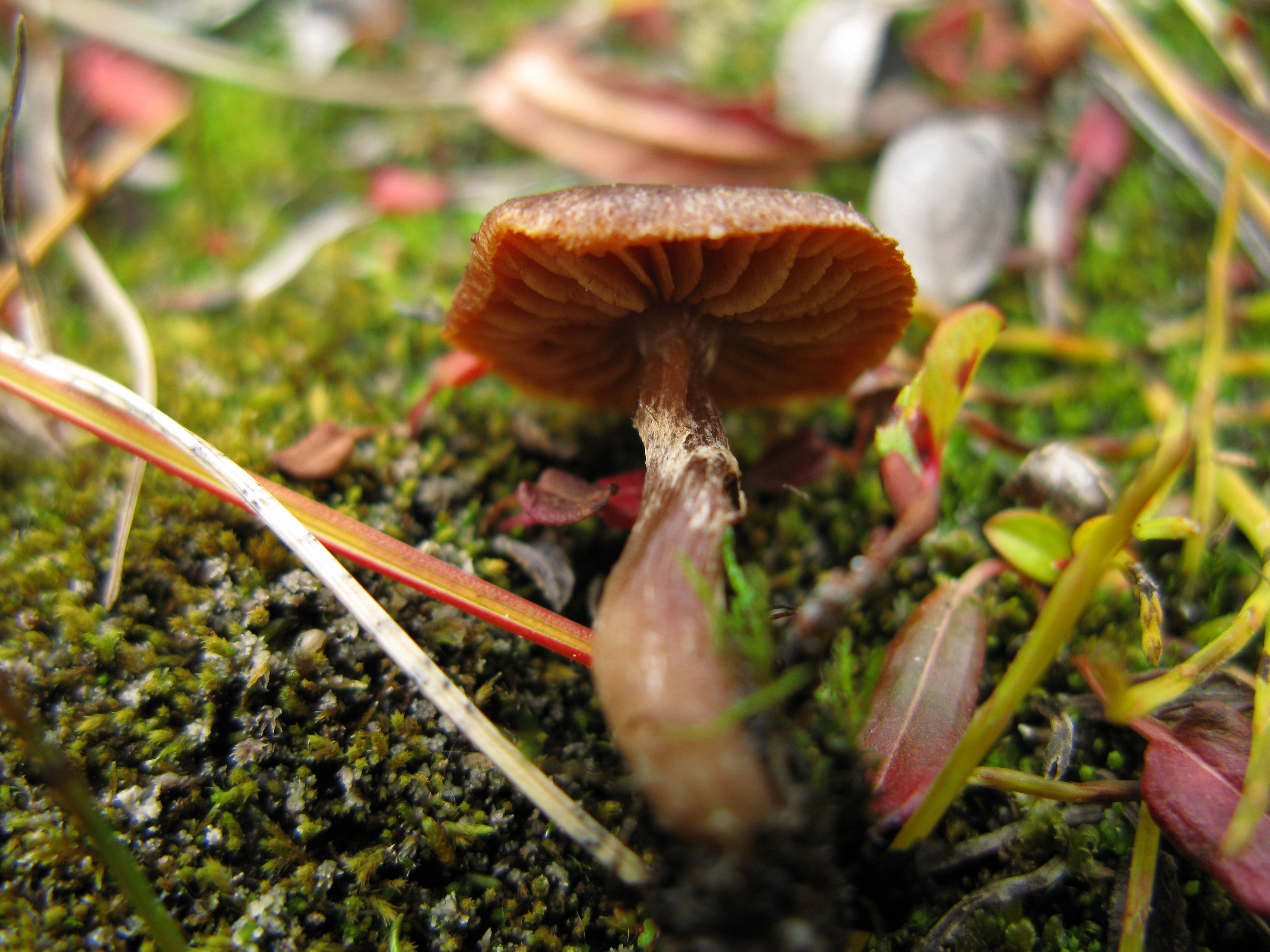 : Cortinarius pulchripes.