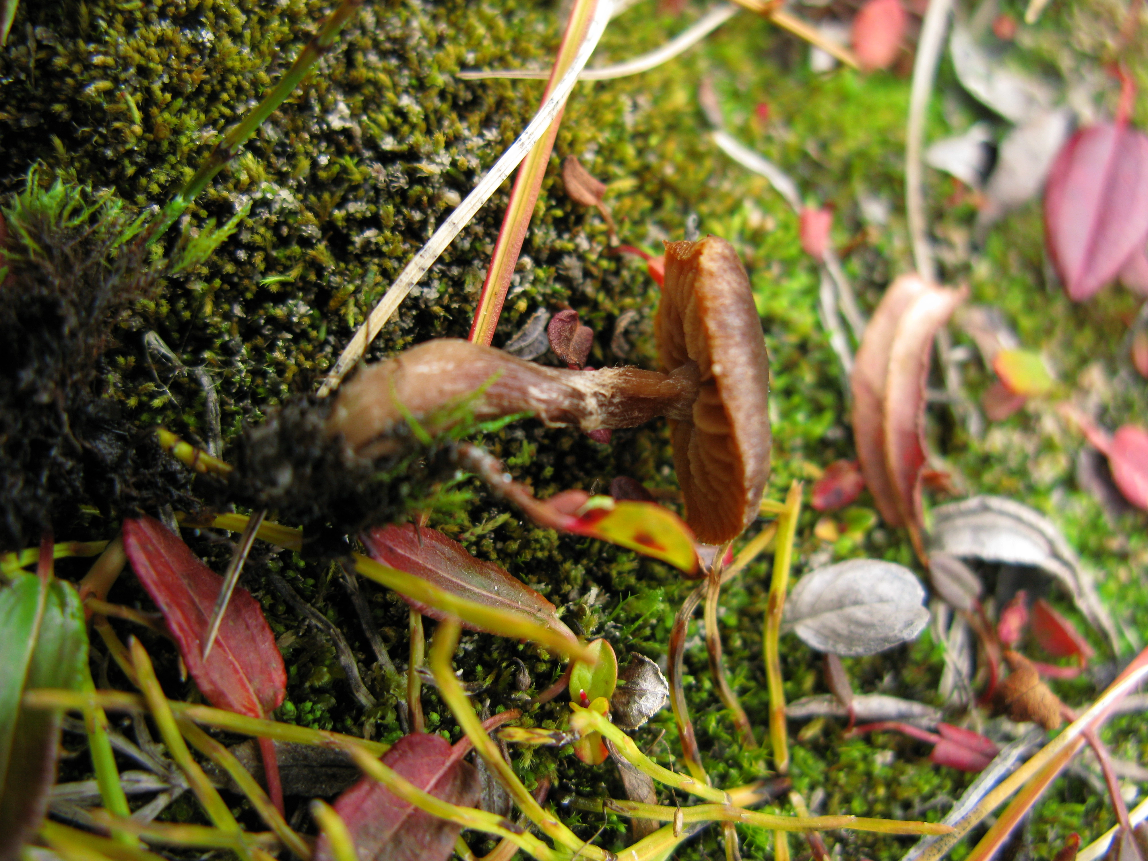 : Cortinarius pulchripes.