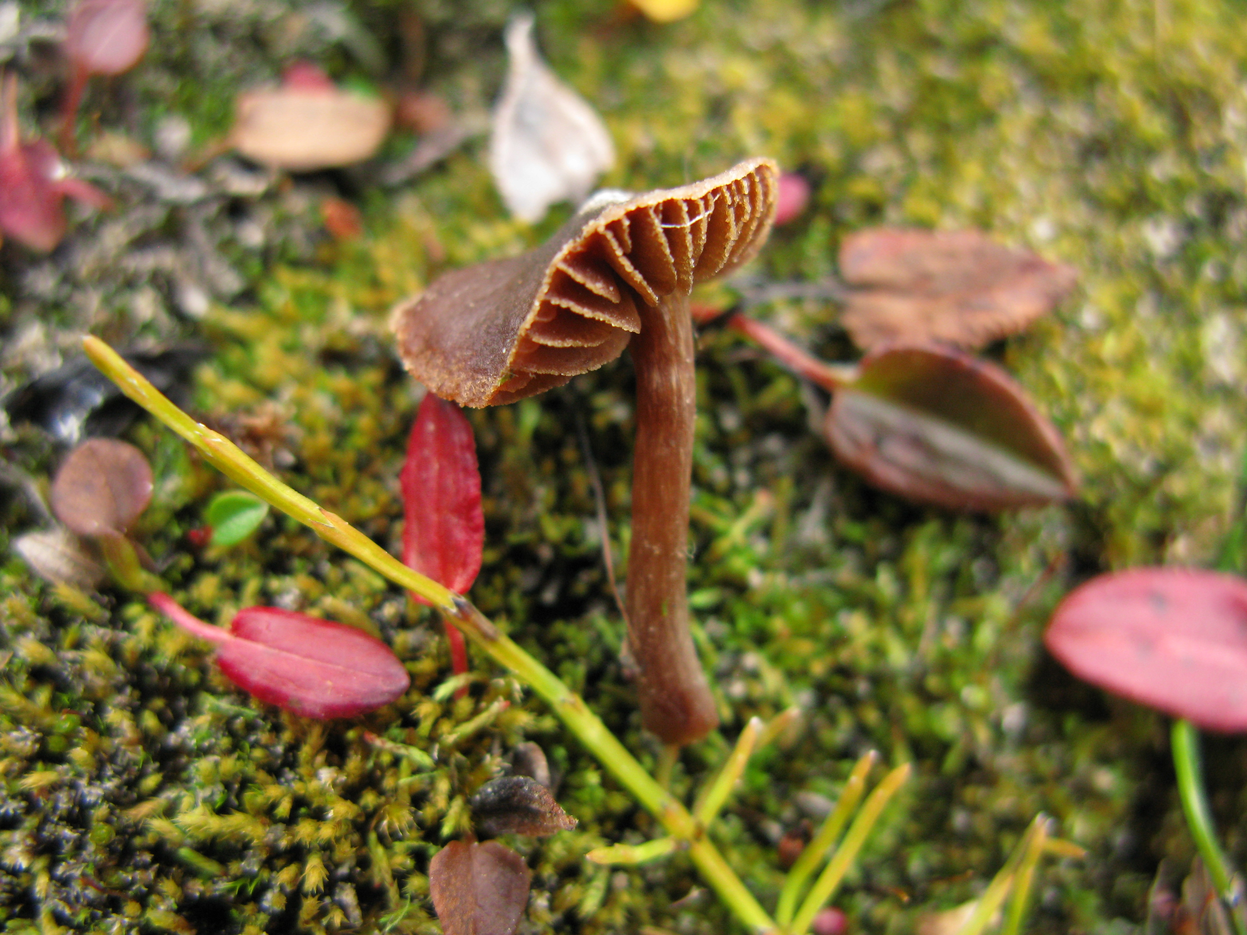 : Cortinarius ammophiloides.