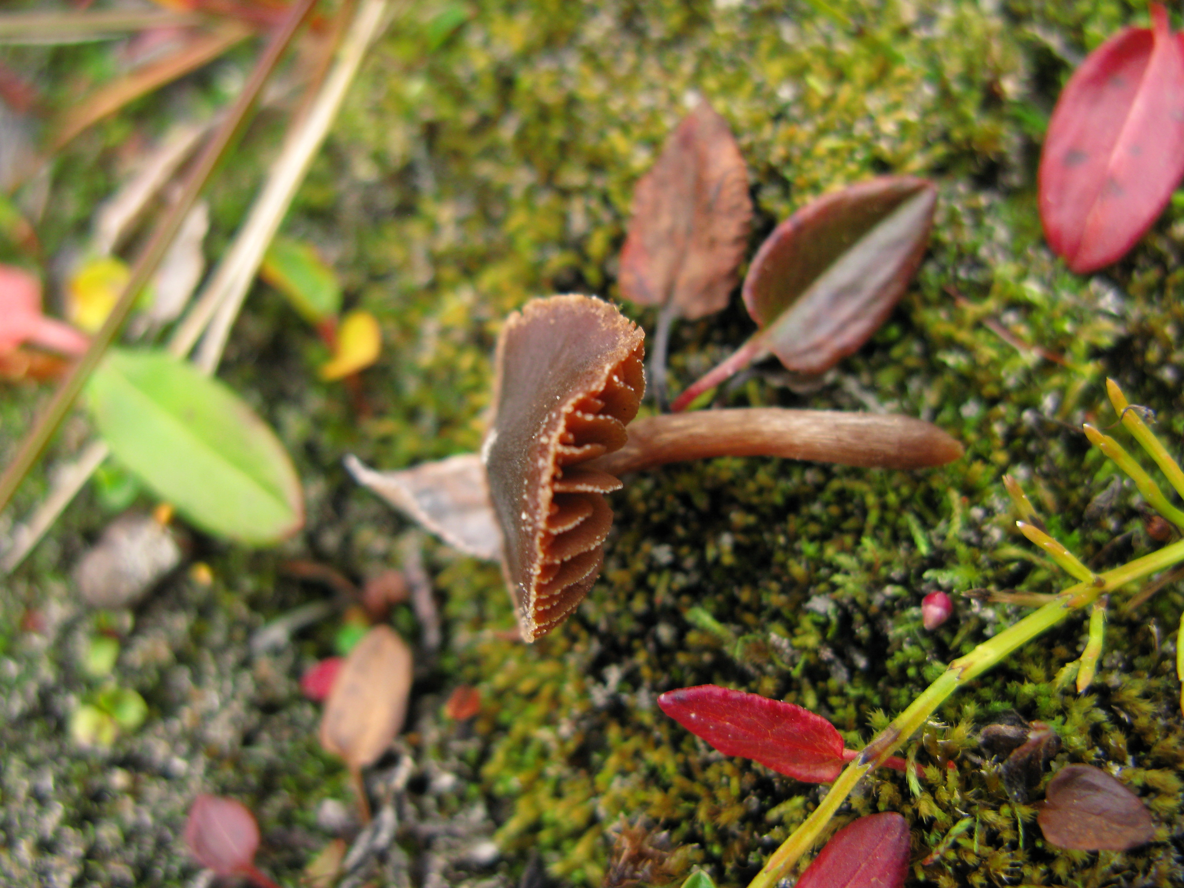 : Cortinarius ammophiloides.