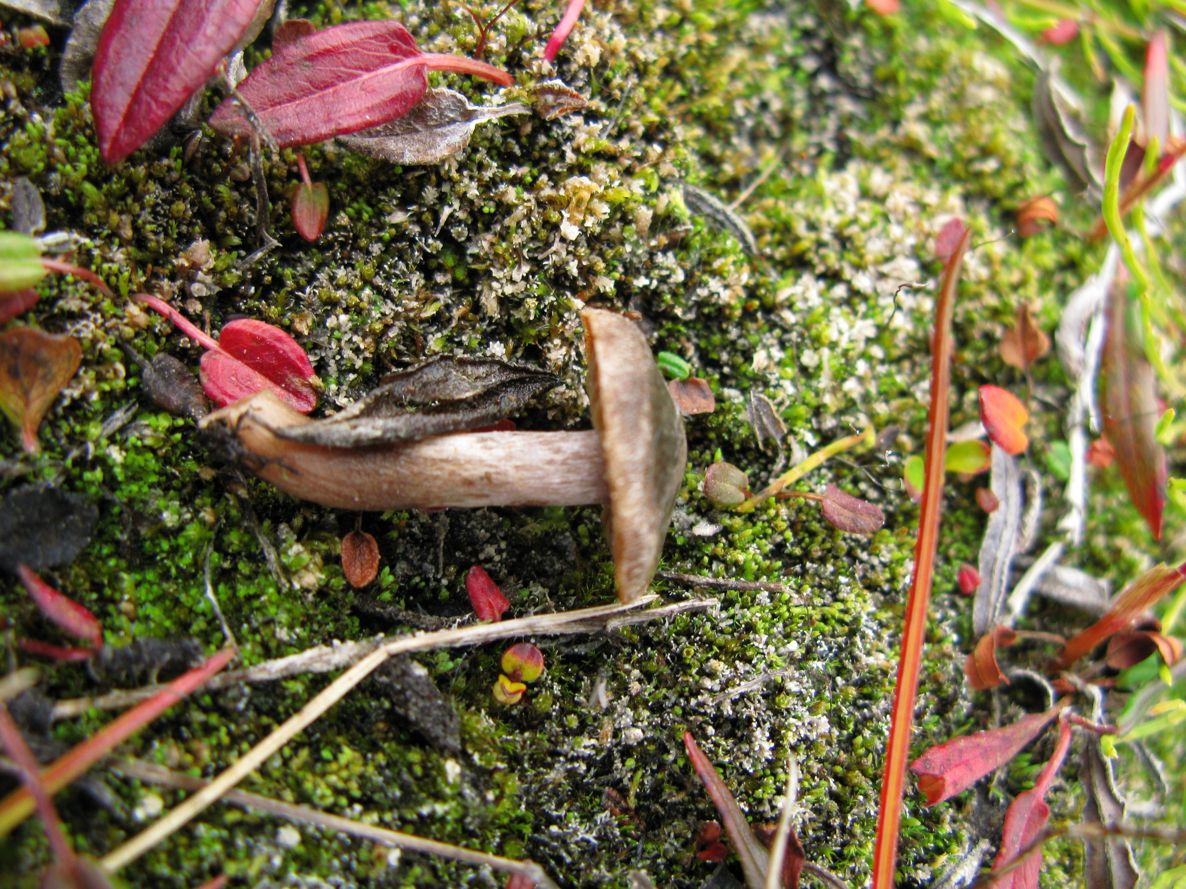 : Cortinarius pulchripes.