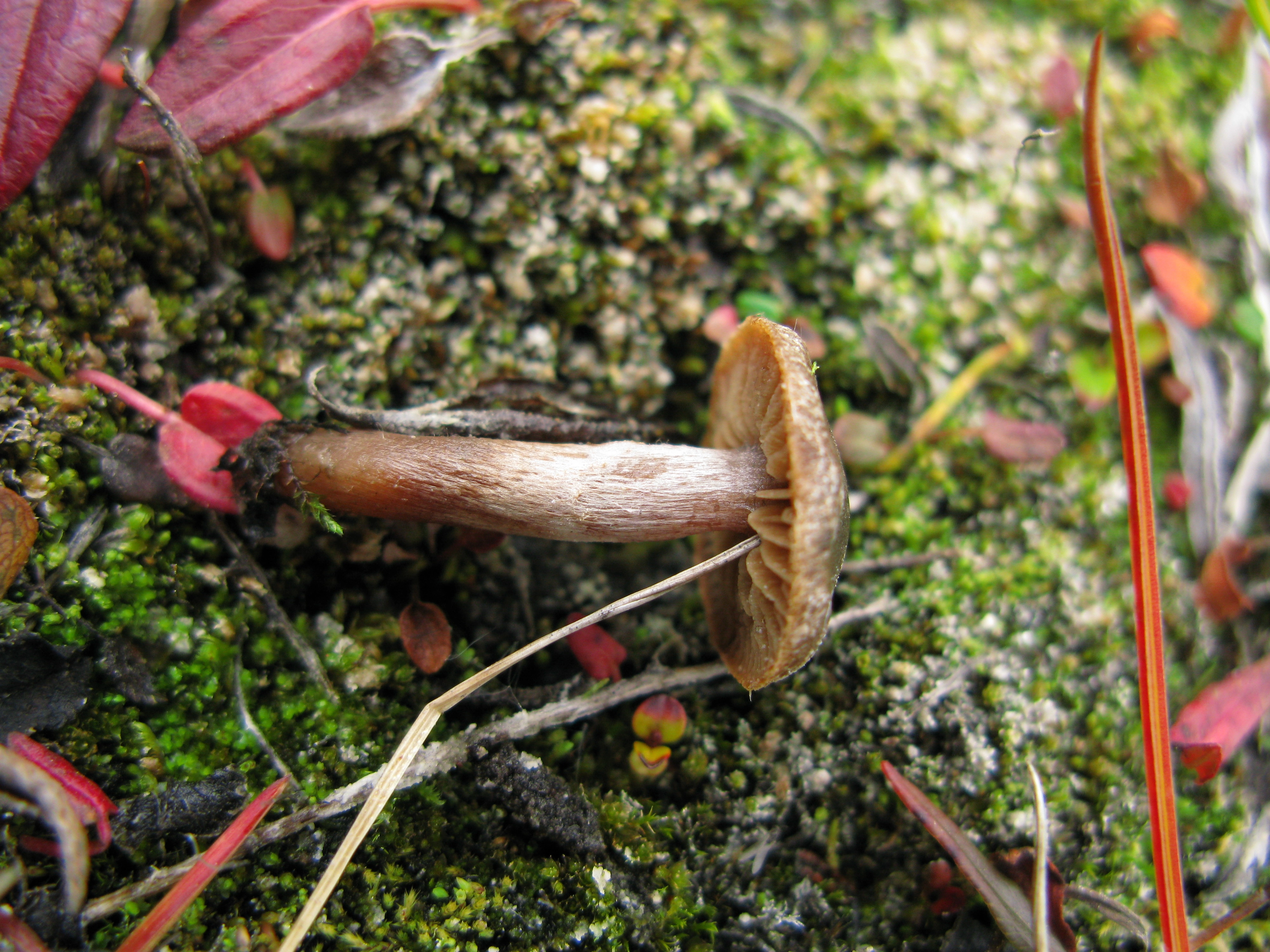 : Cortinarius pulchripes.