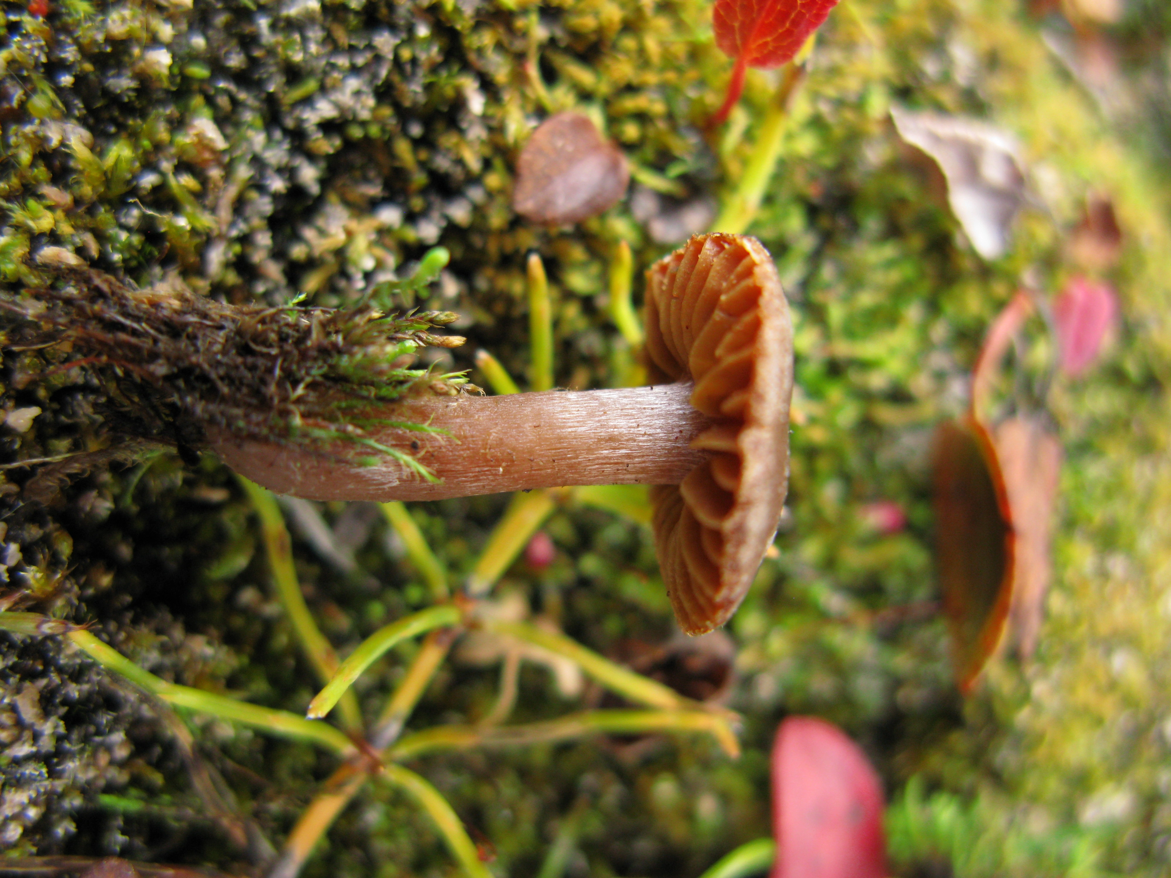 : Cortinarius pulchripes.