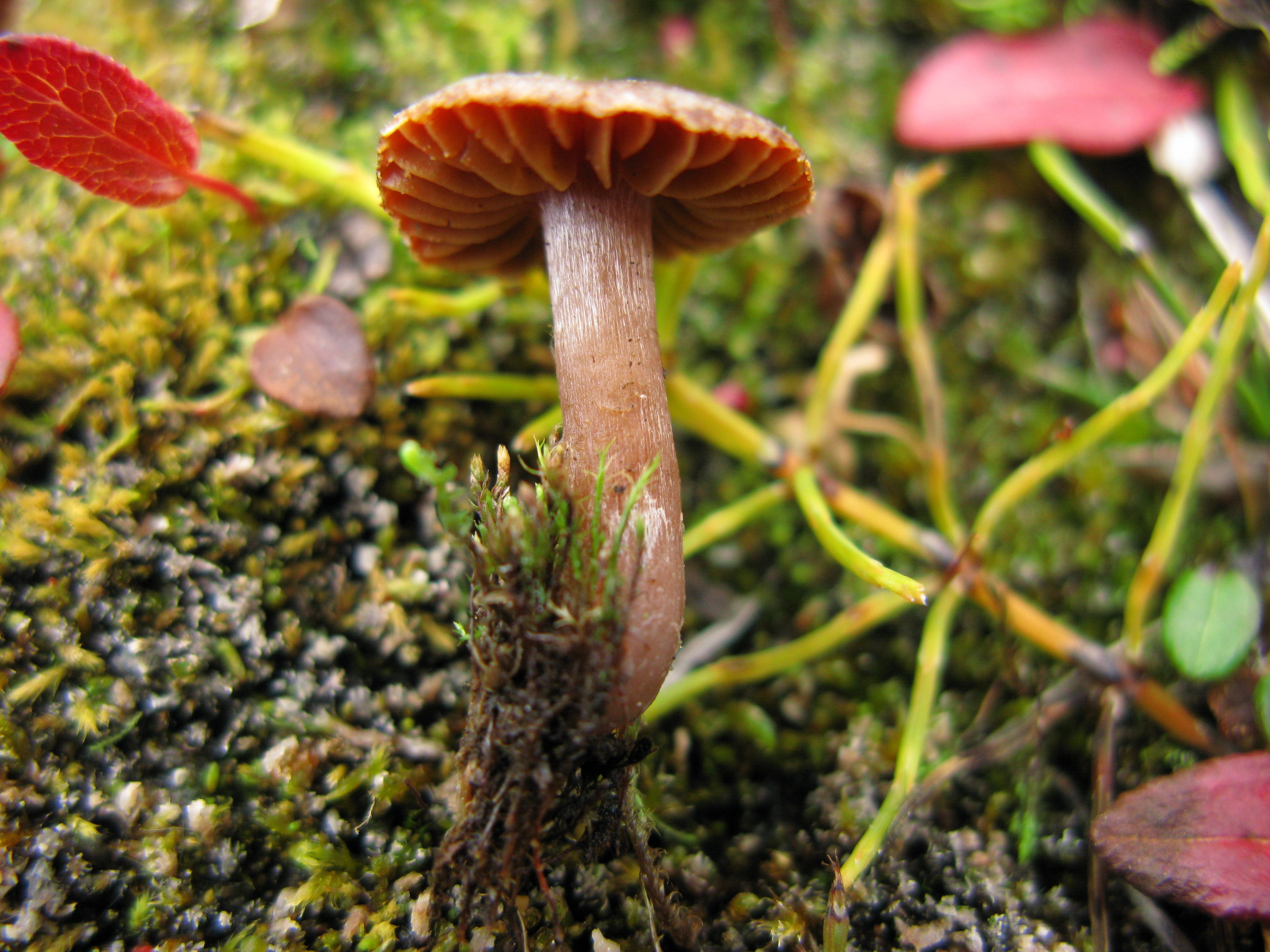 : Cortinarius pulchripes.