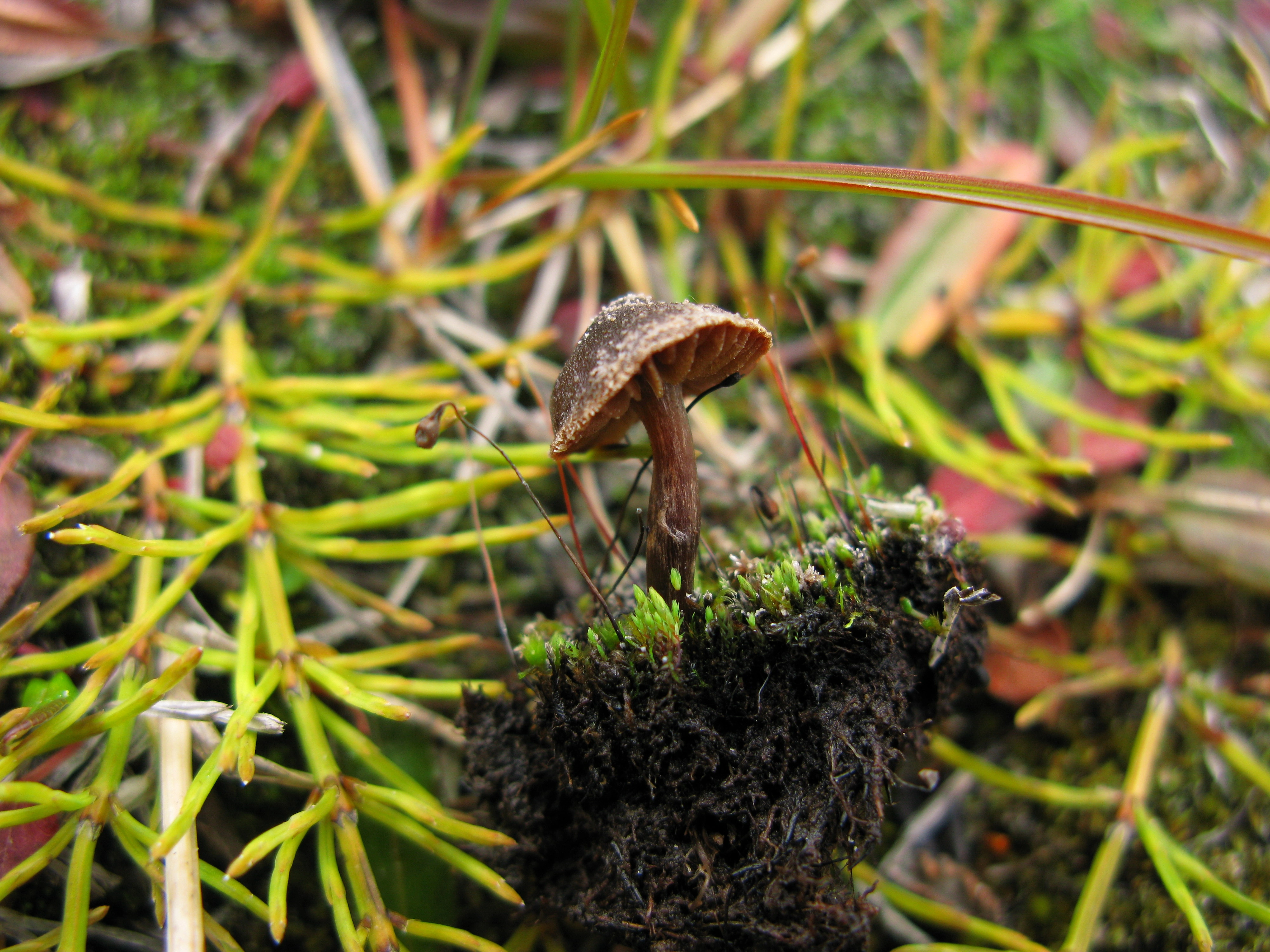 : Cortinarius pulchripes.