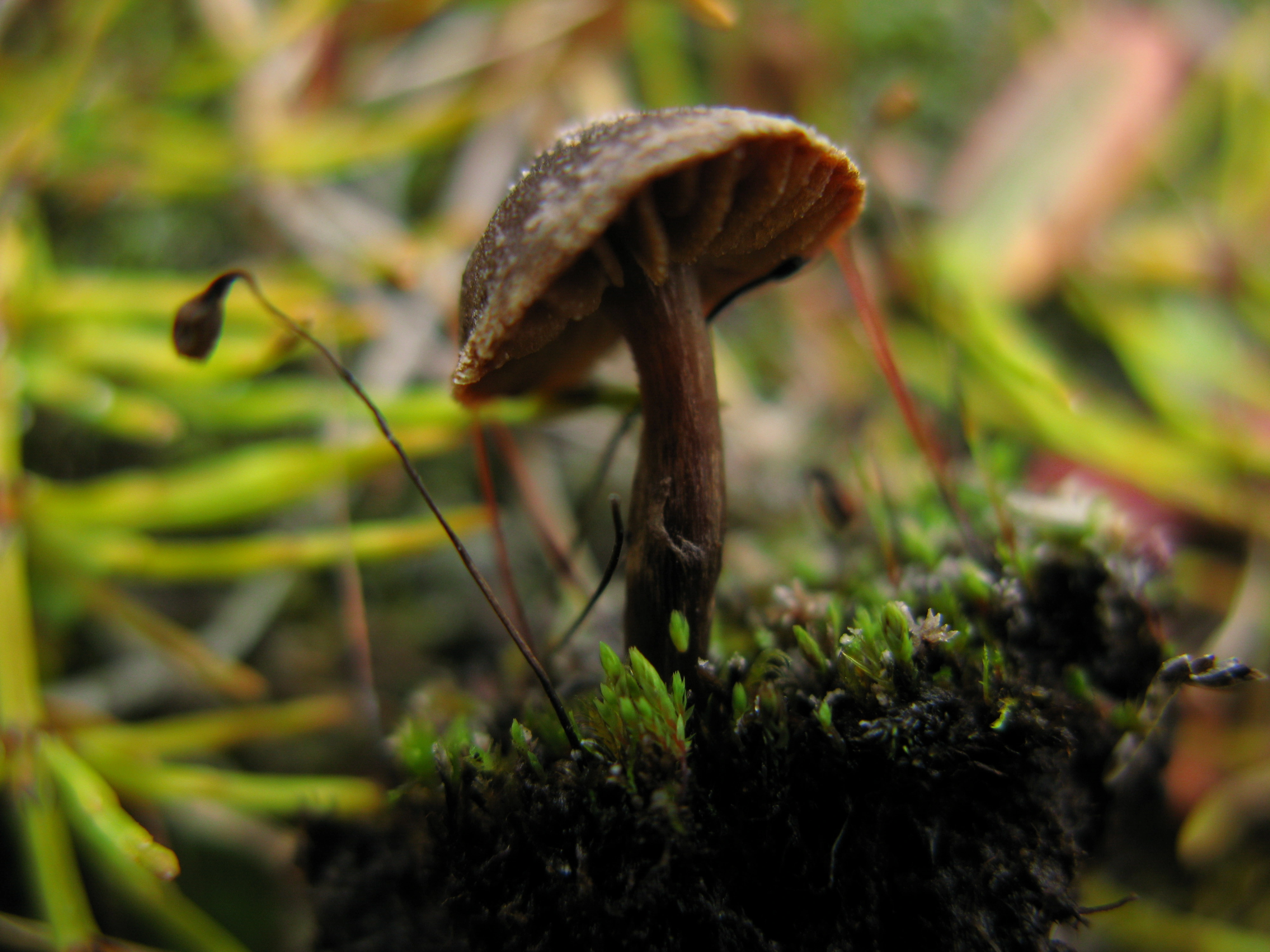 : Cortinarius pulchripes.