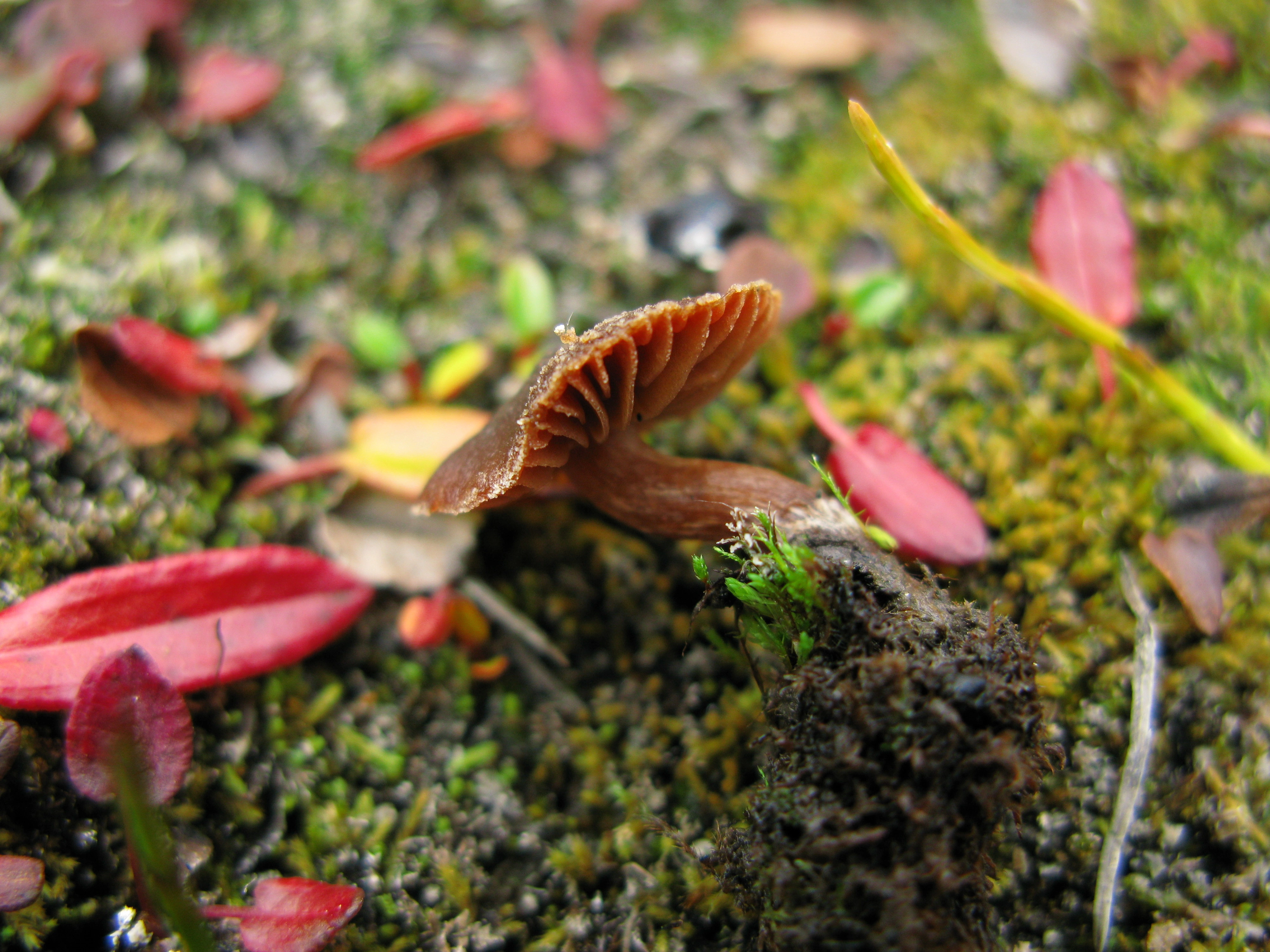 : Cortinarius pulchripes.