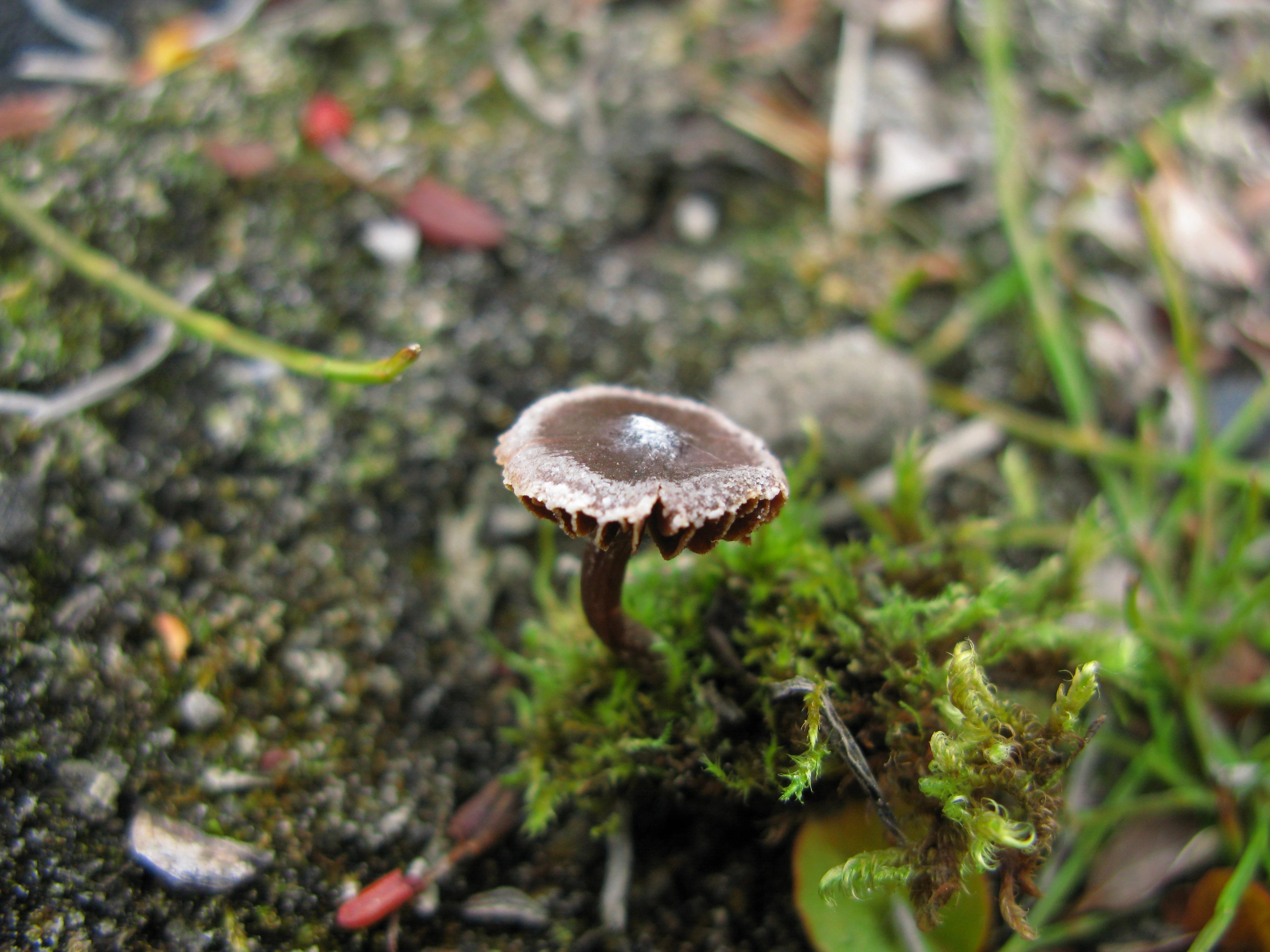 : Cortinarius pulchripes.