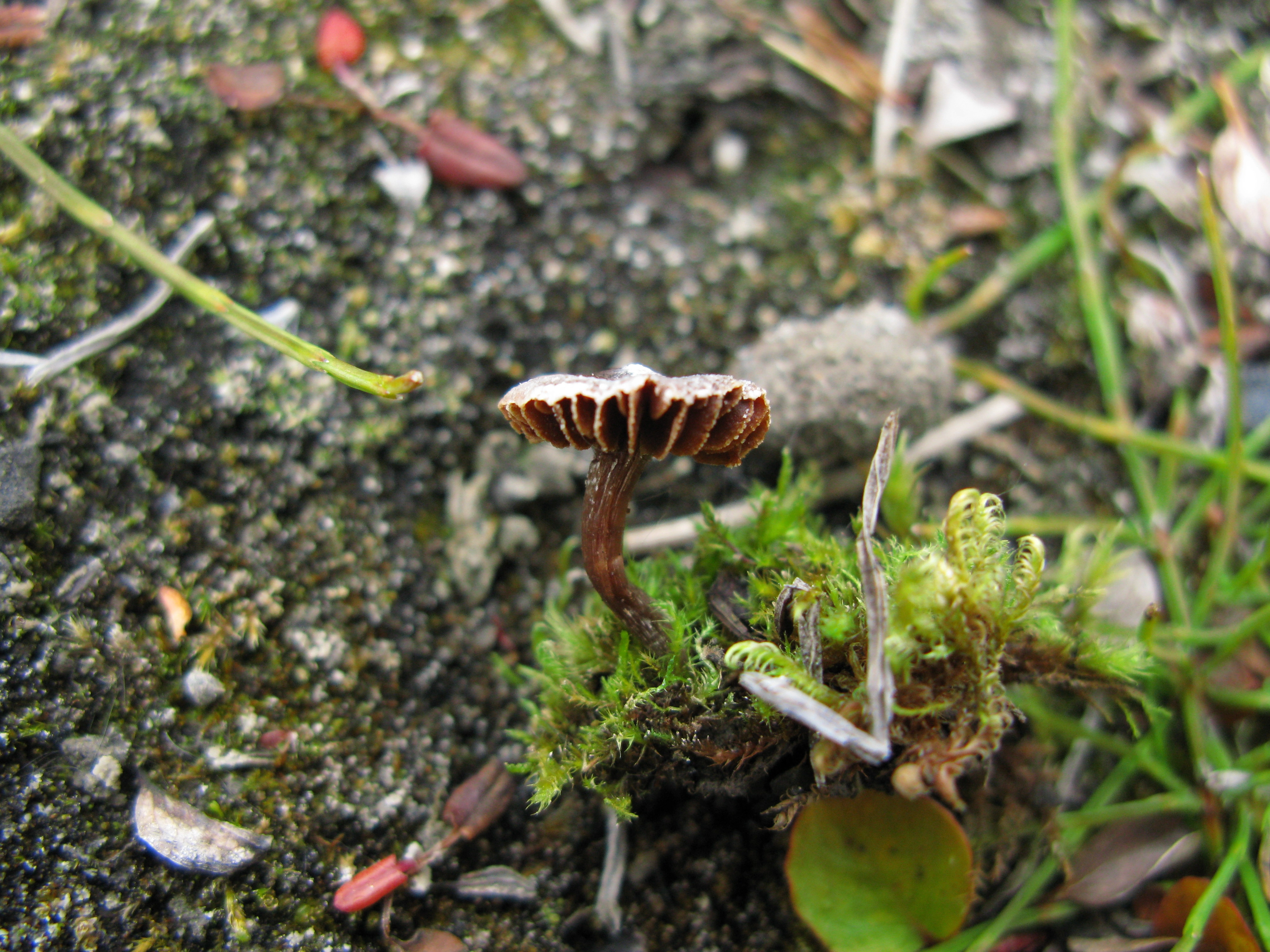 : Cortinarius pulchripes.