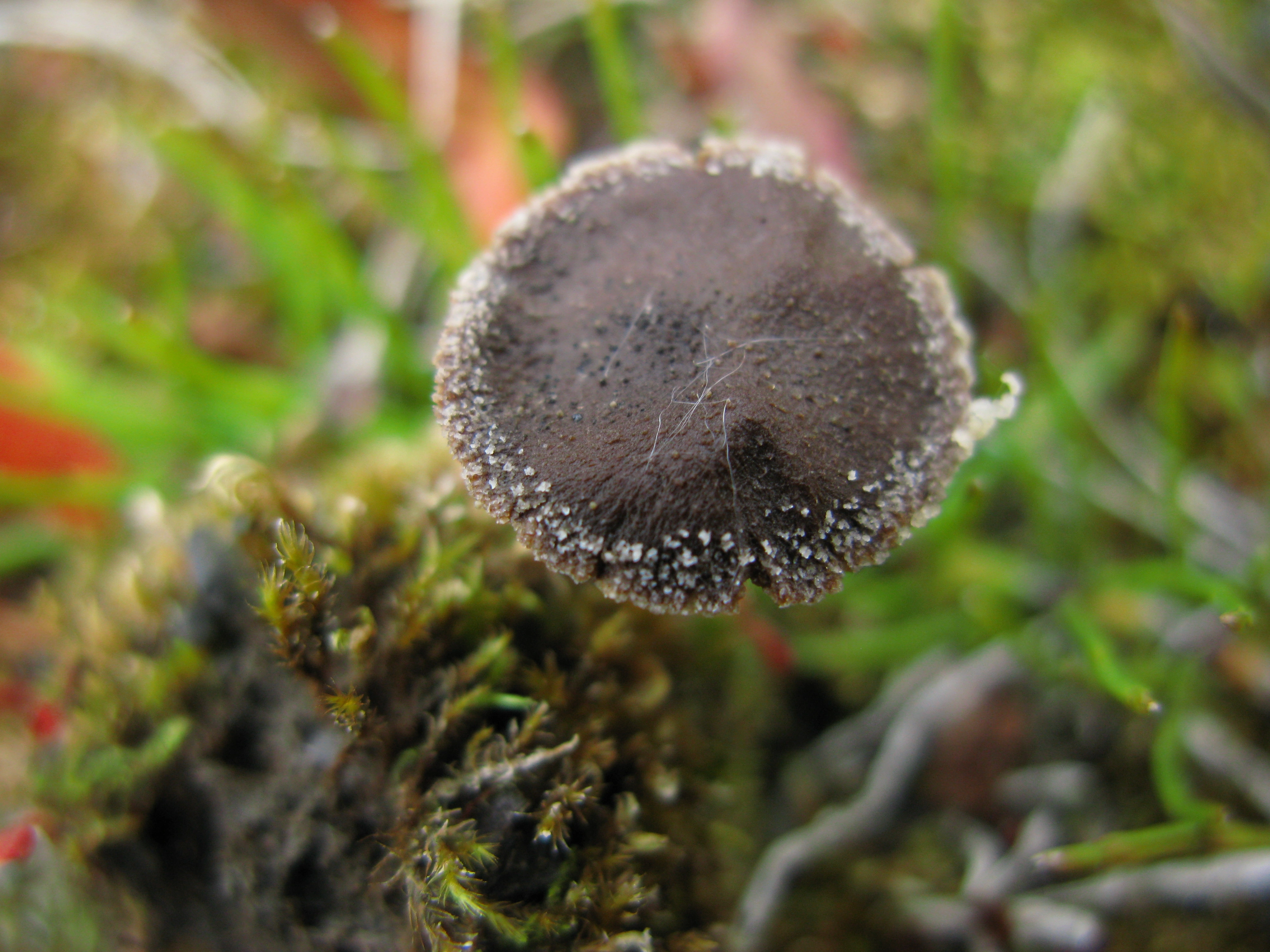 : Cortinarius rusticellus.