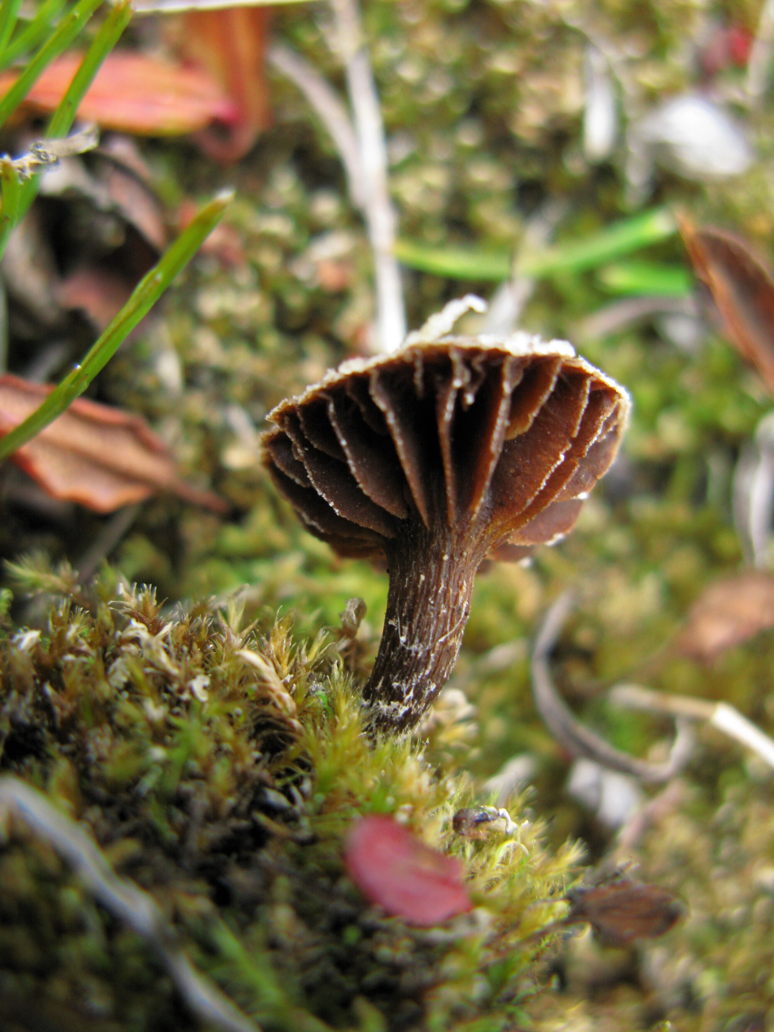 : Cortinarius rusticellus.