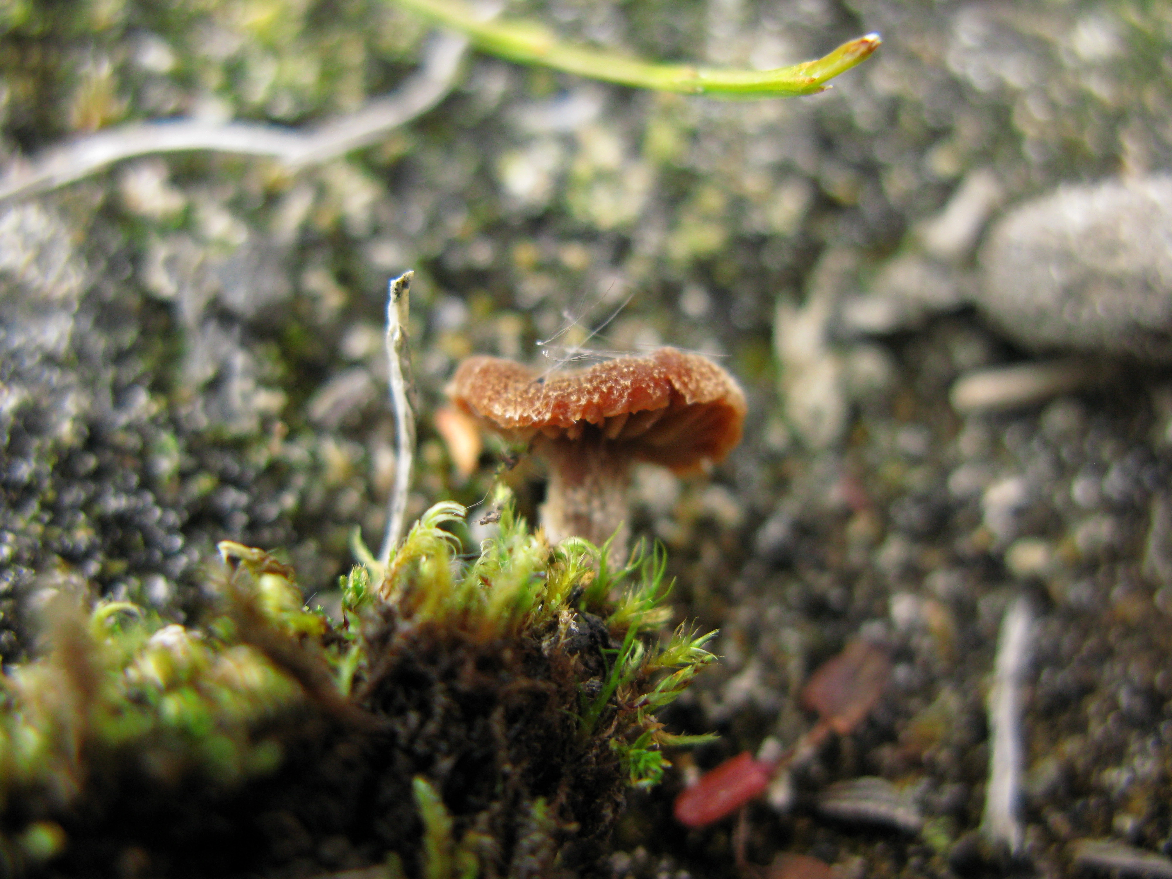 : Cortinarius rusticellus.