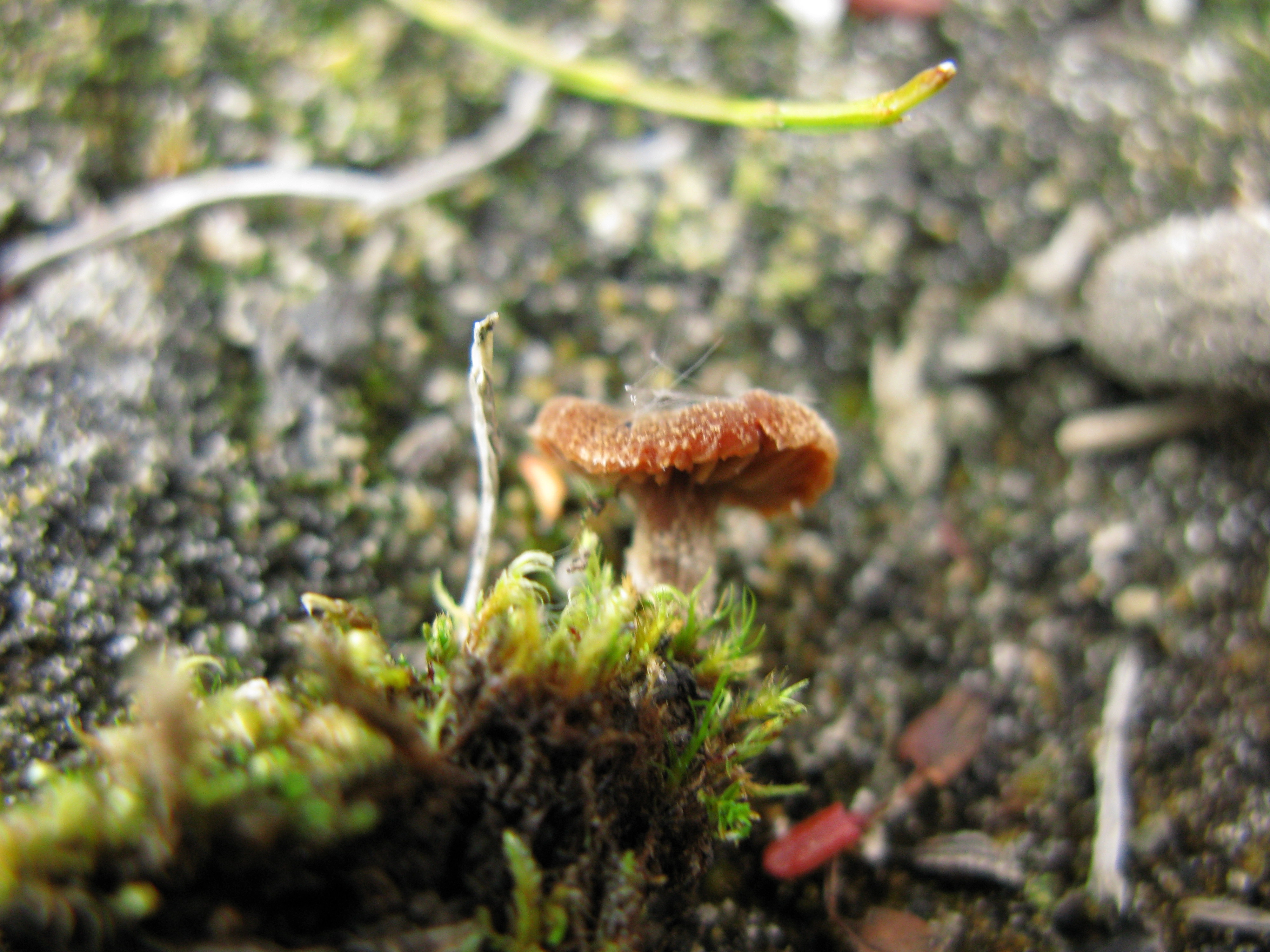 : Cortinarius rusticellus.