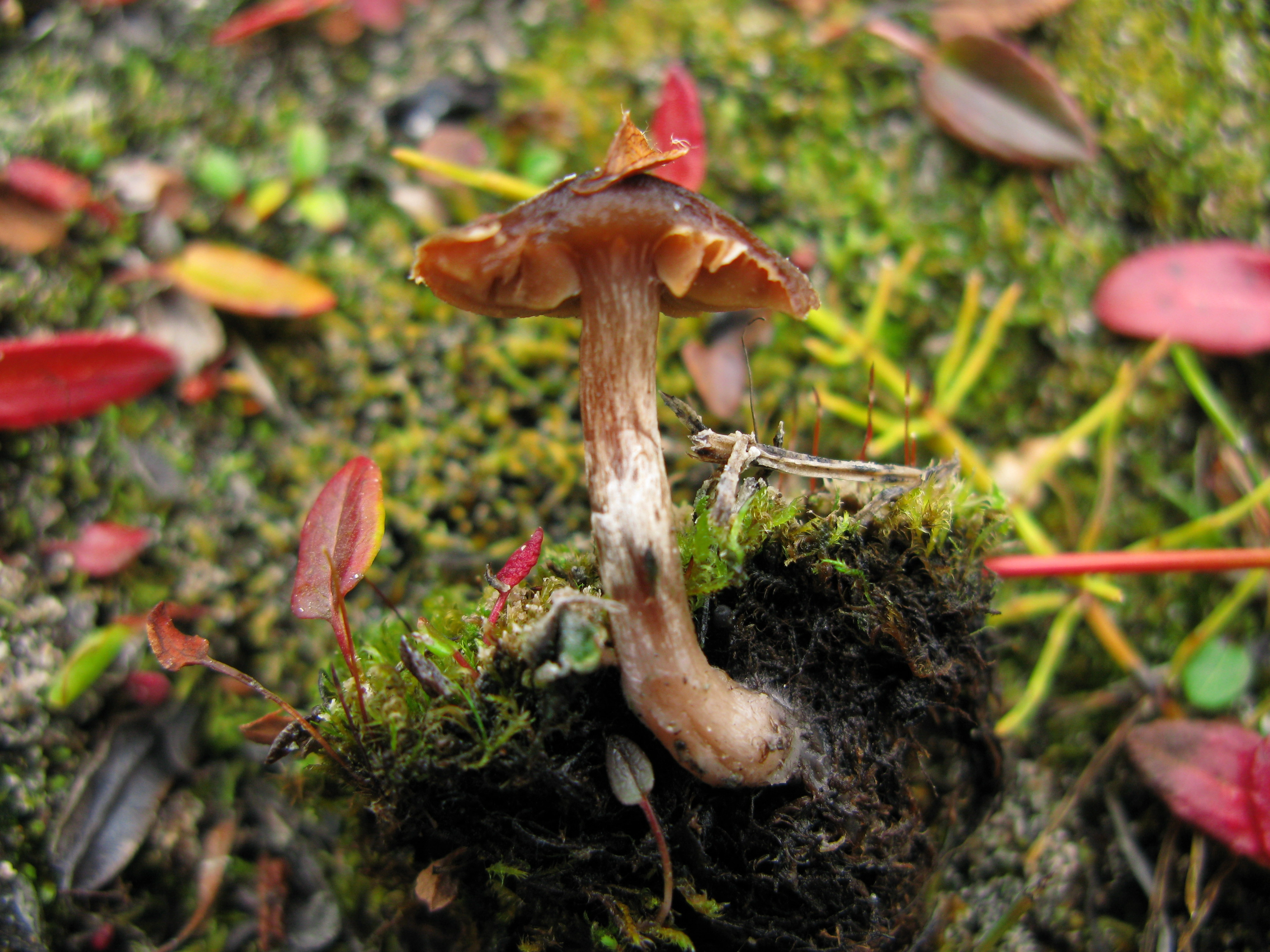 : Cortinarius pulchripes.