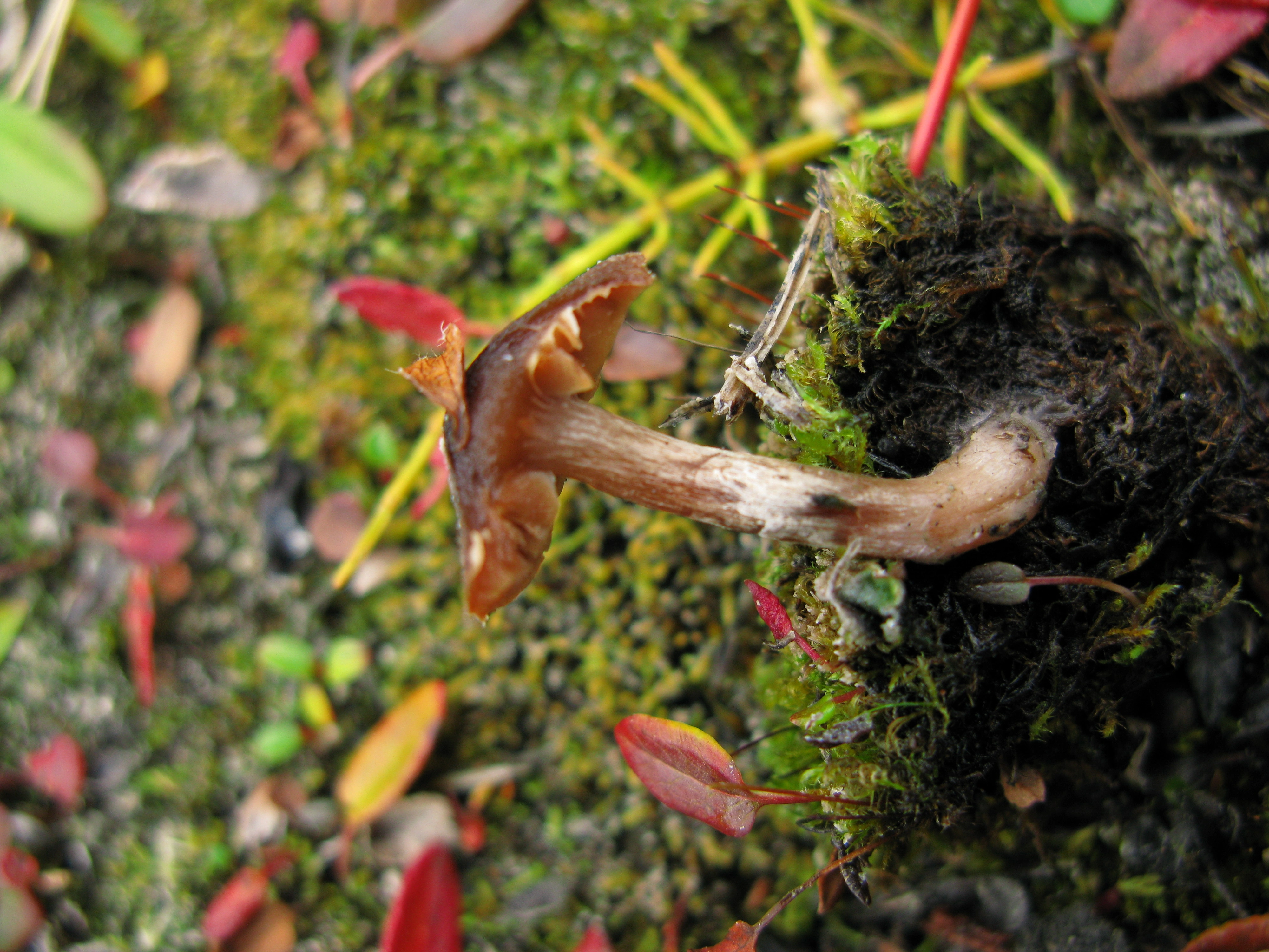 : Cortinarius pulchripes.