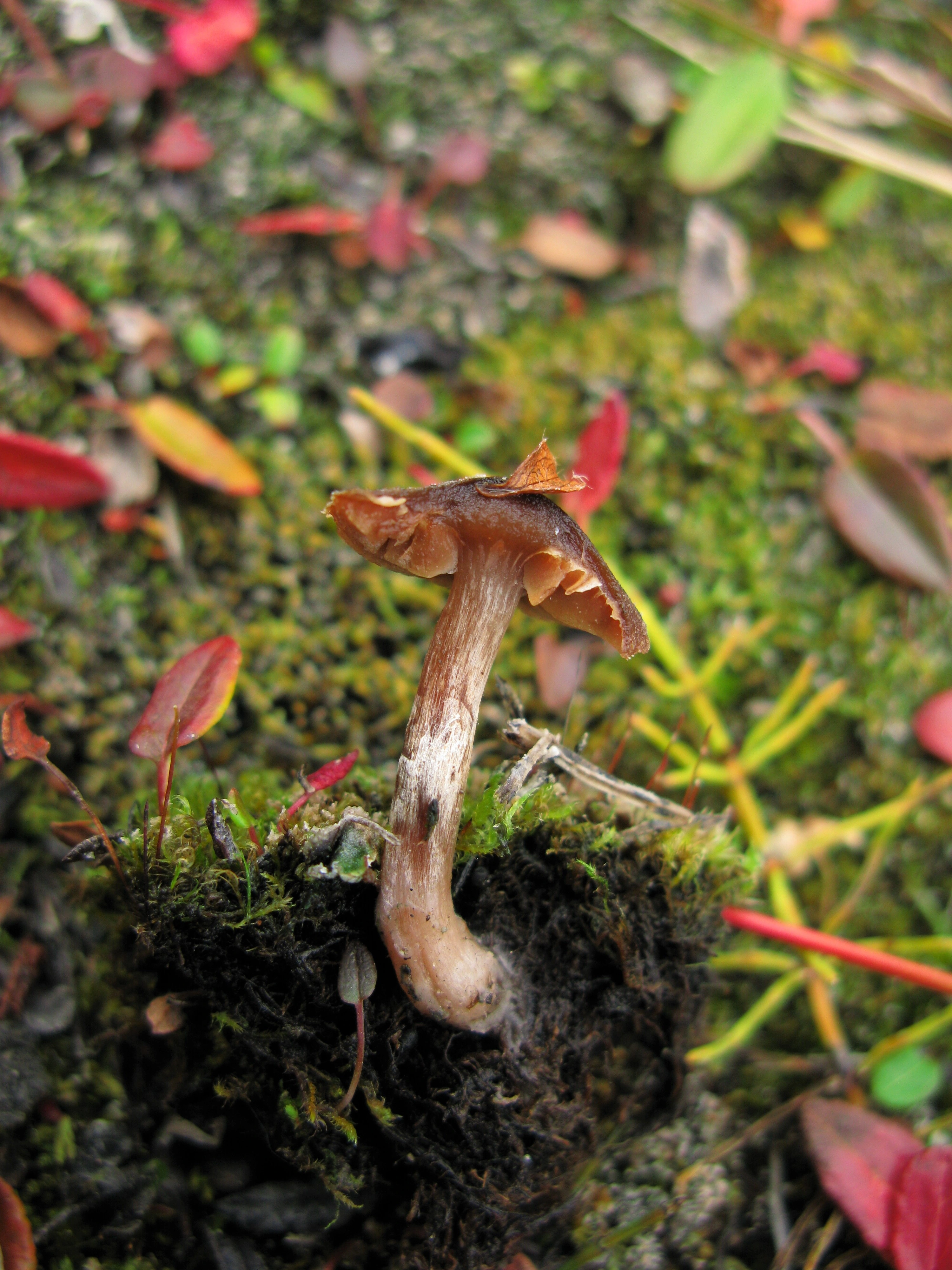 : Cortinarius pulchripes.