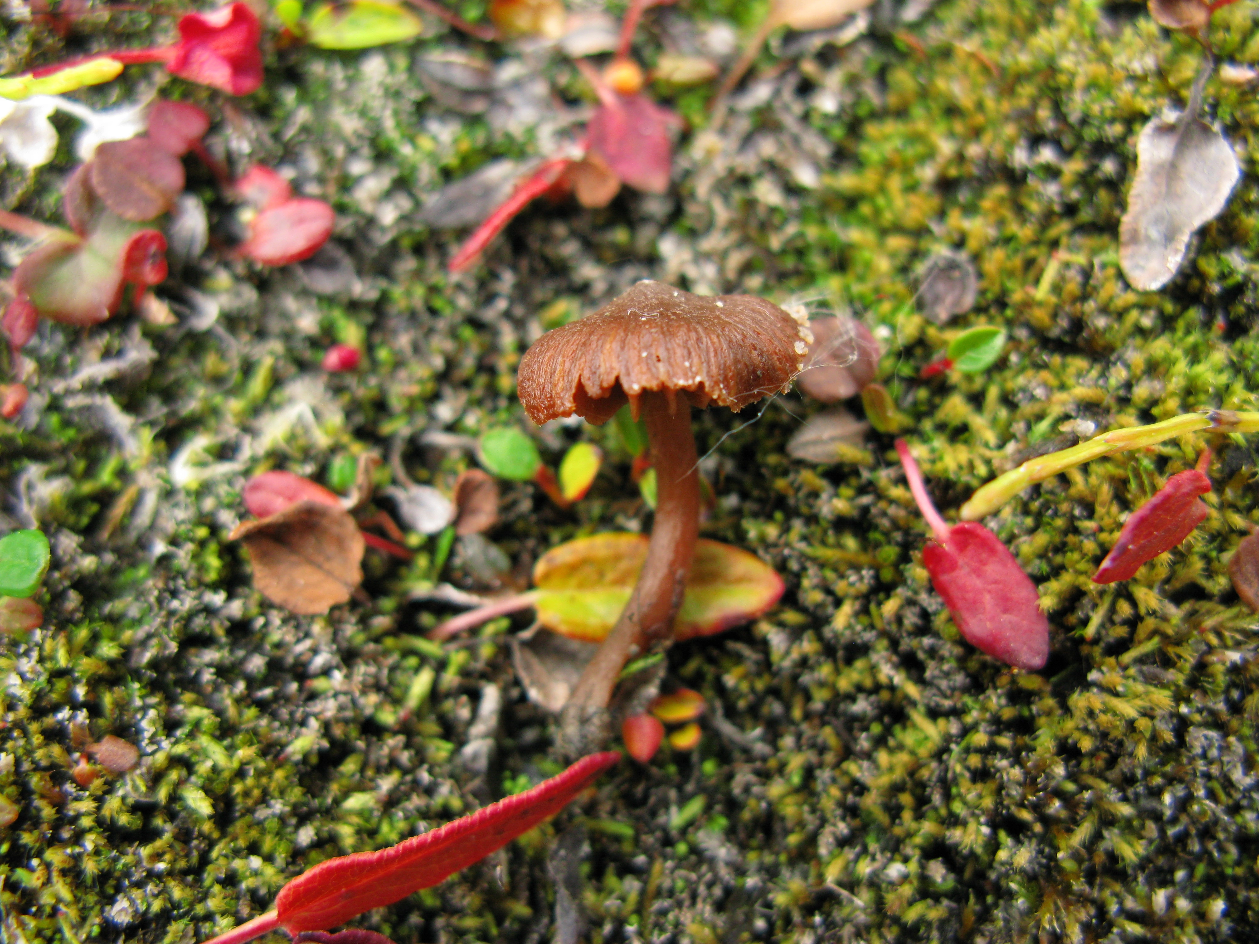 : Cortinarius rusticellus.