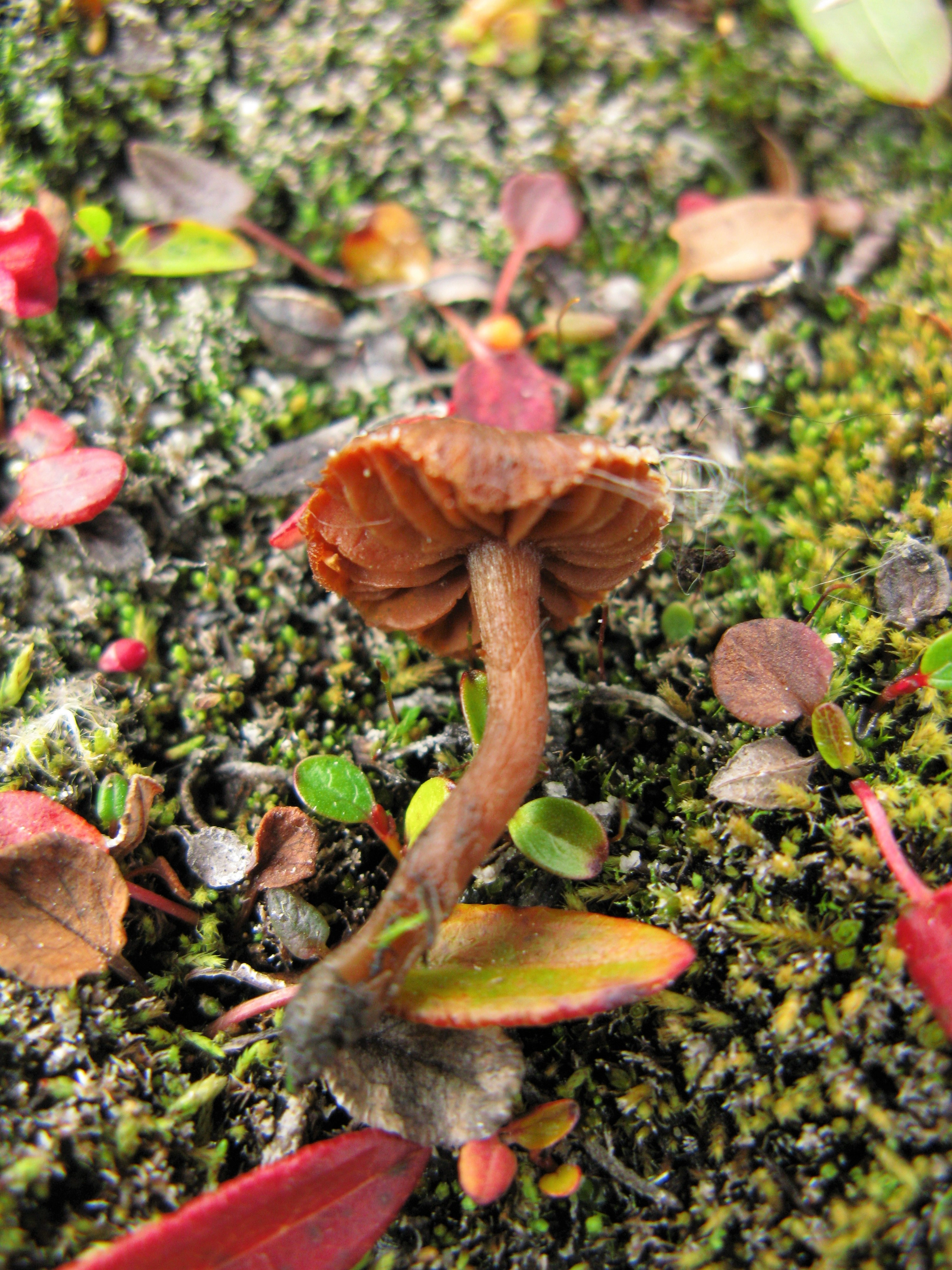 : Cortinarius rusticellus.