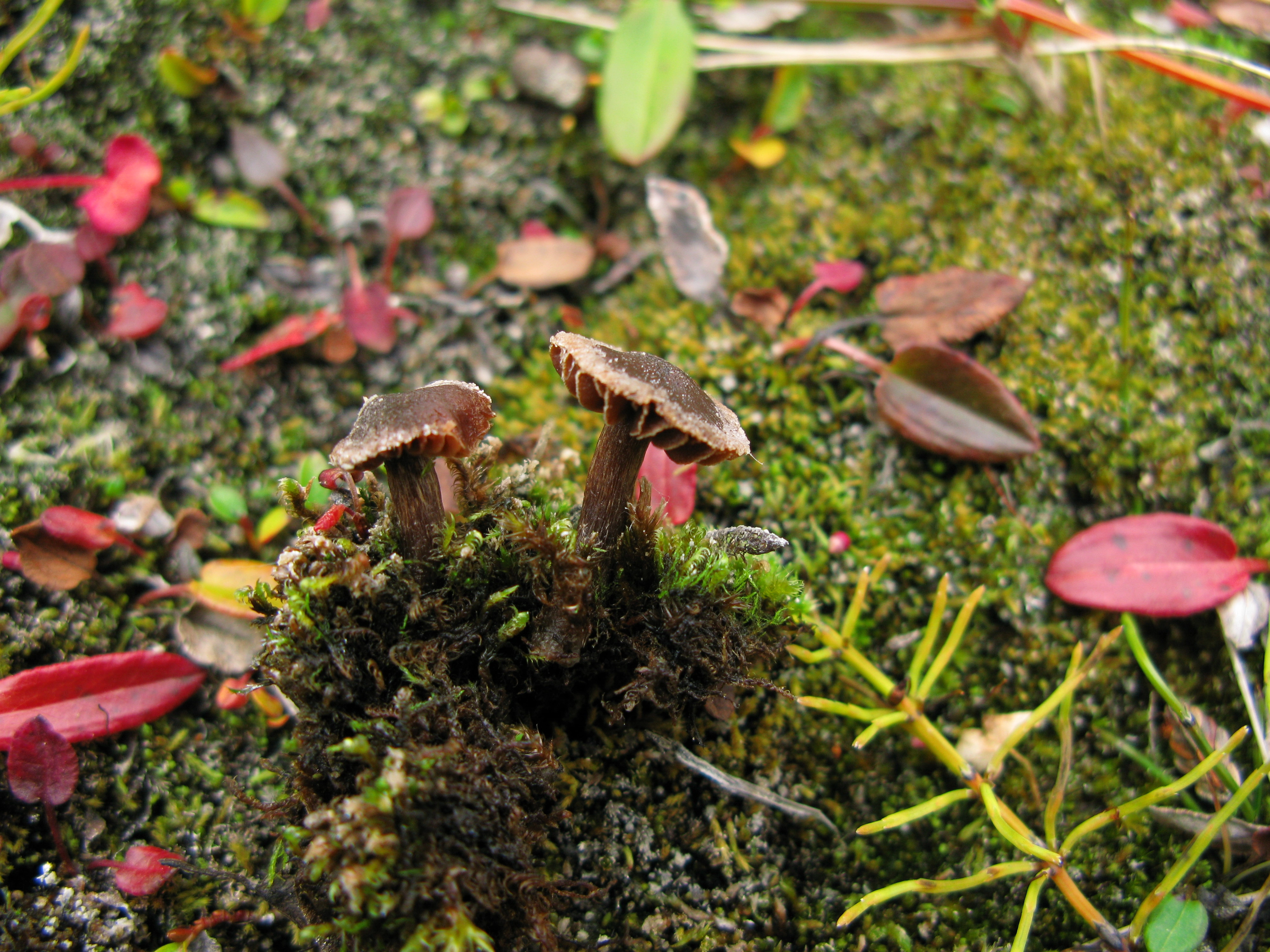 : Cortinarius ammophiloides.