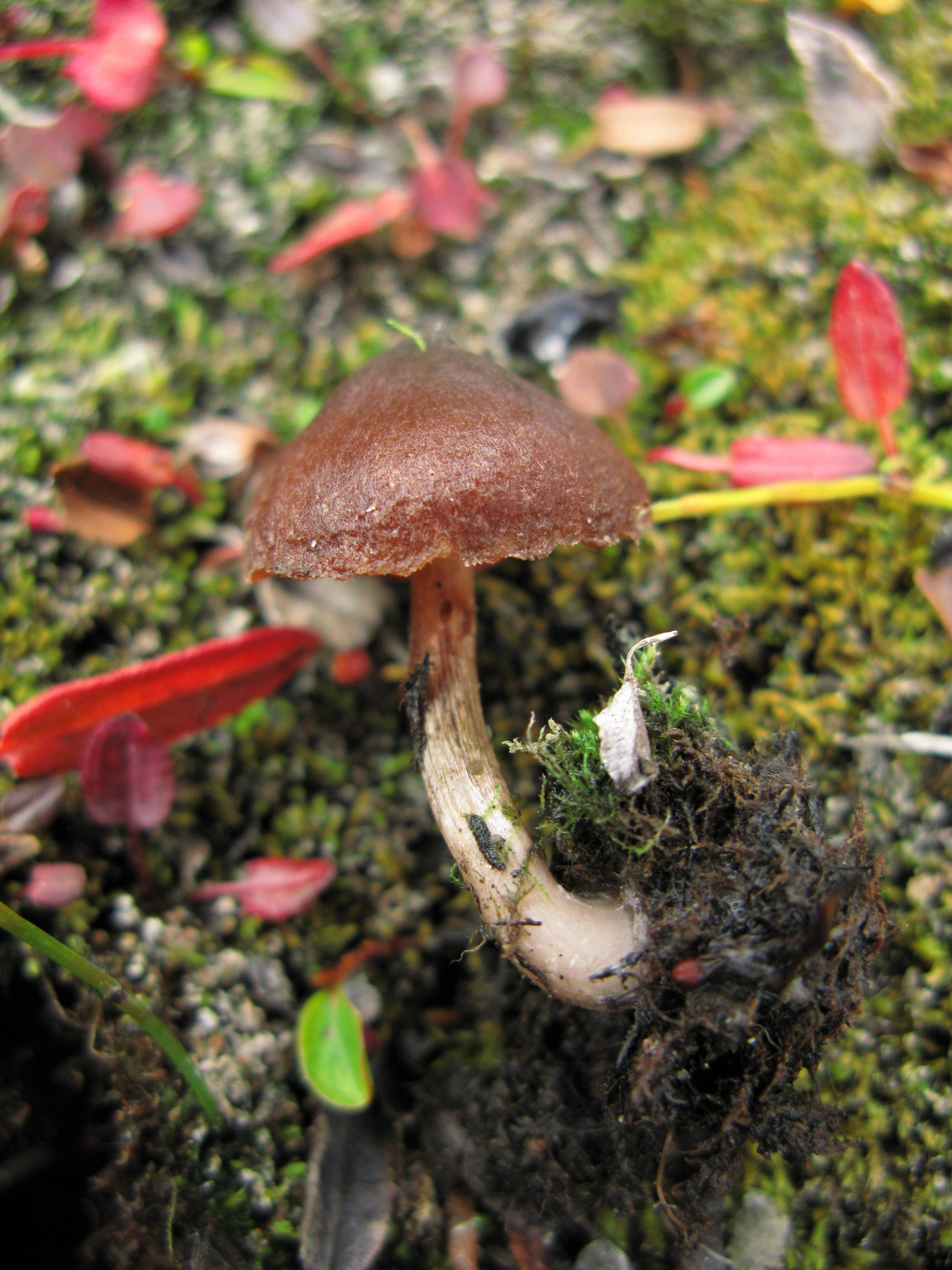 : Cortinarius pulchripes.