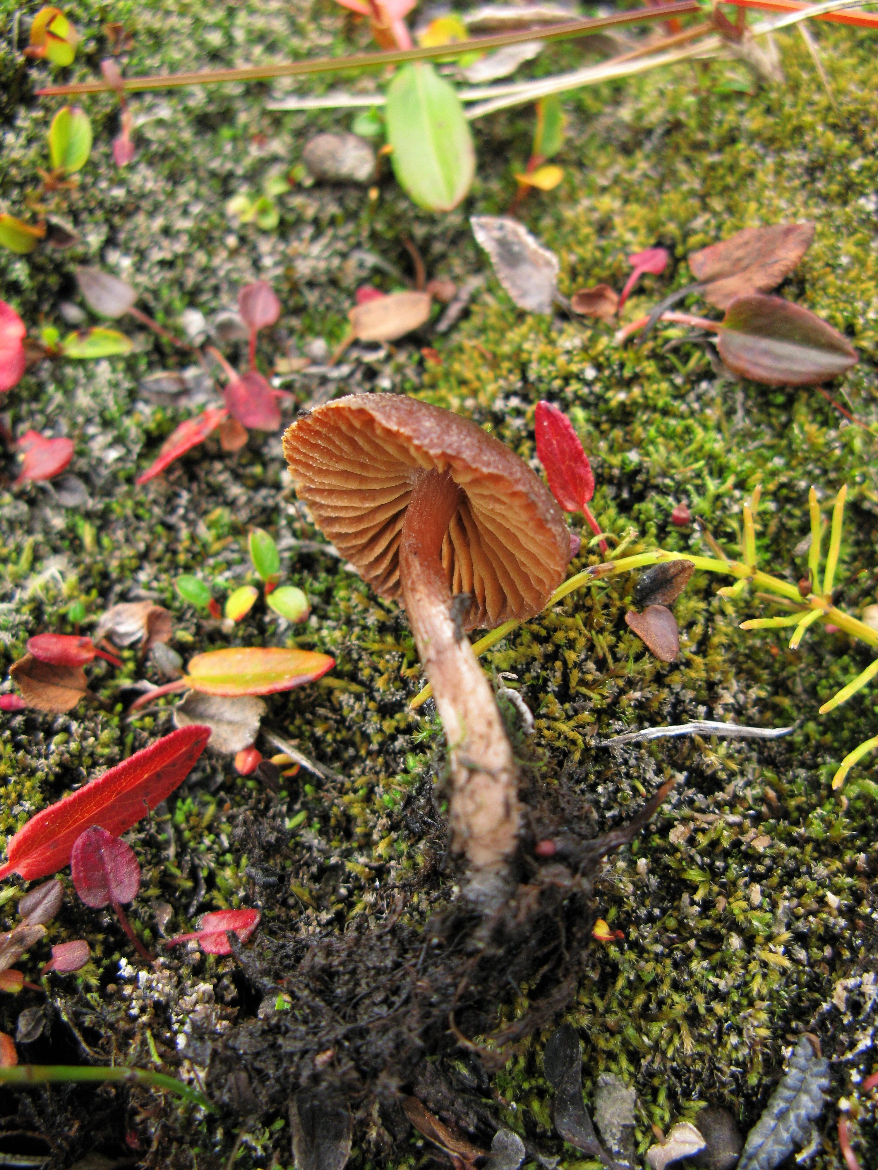 : Cortinarius pulchripes.