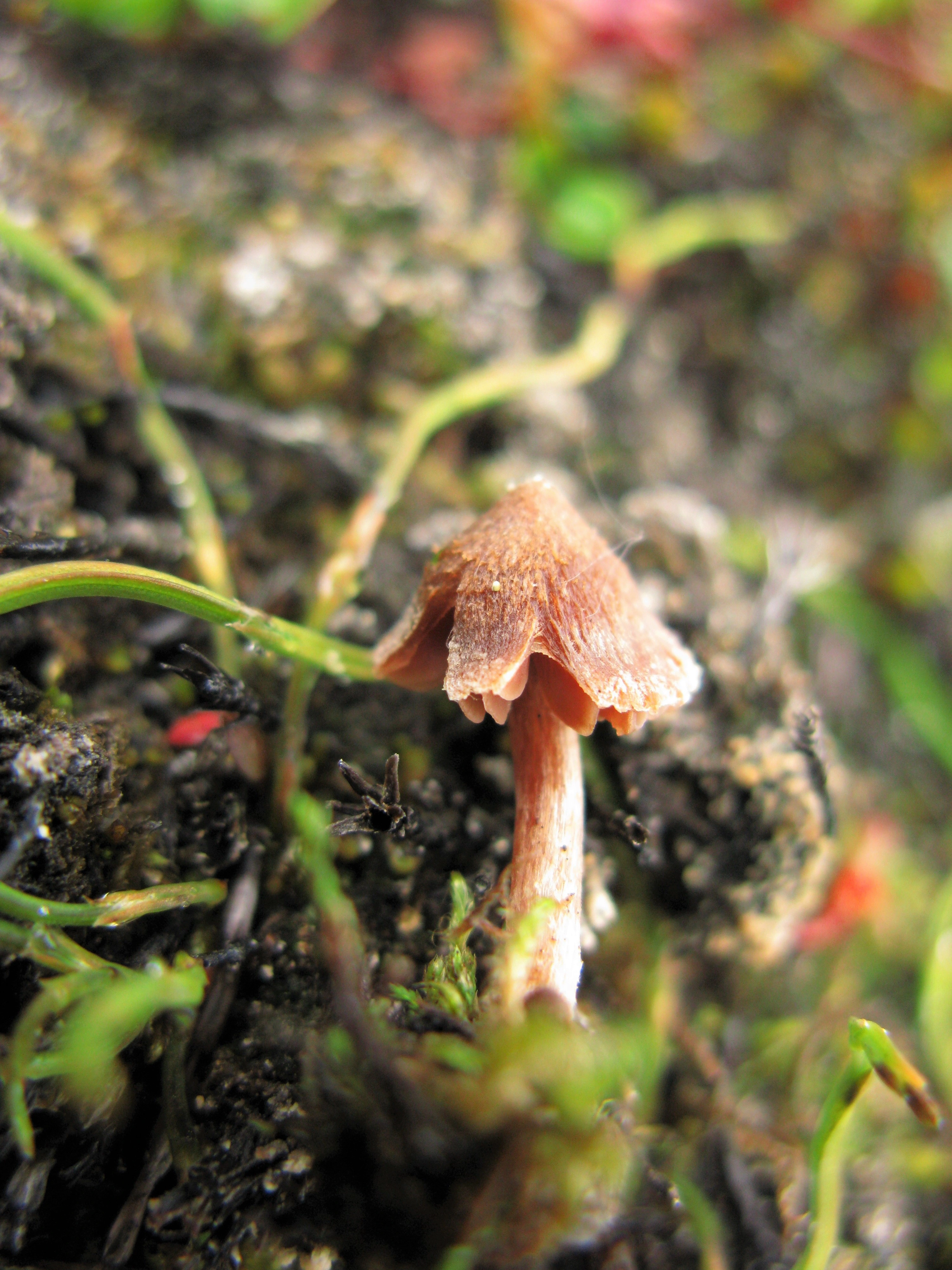 : Cortinarius rusticellus.