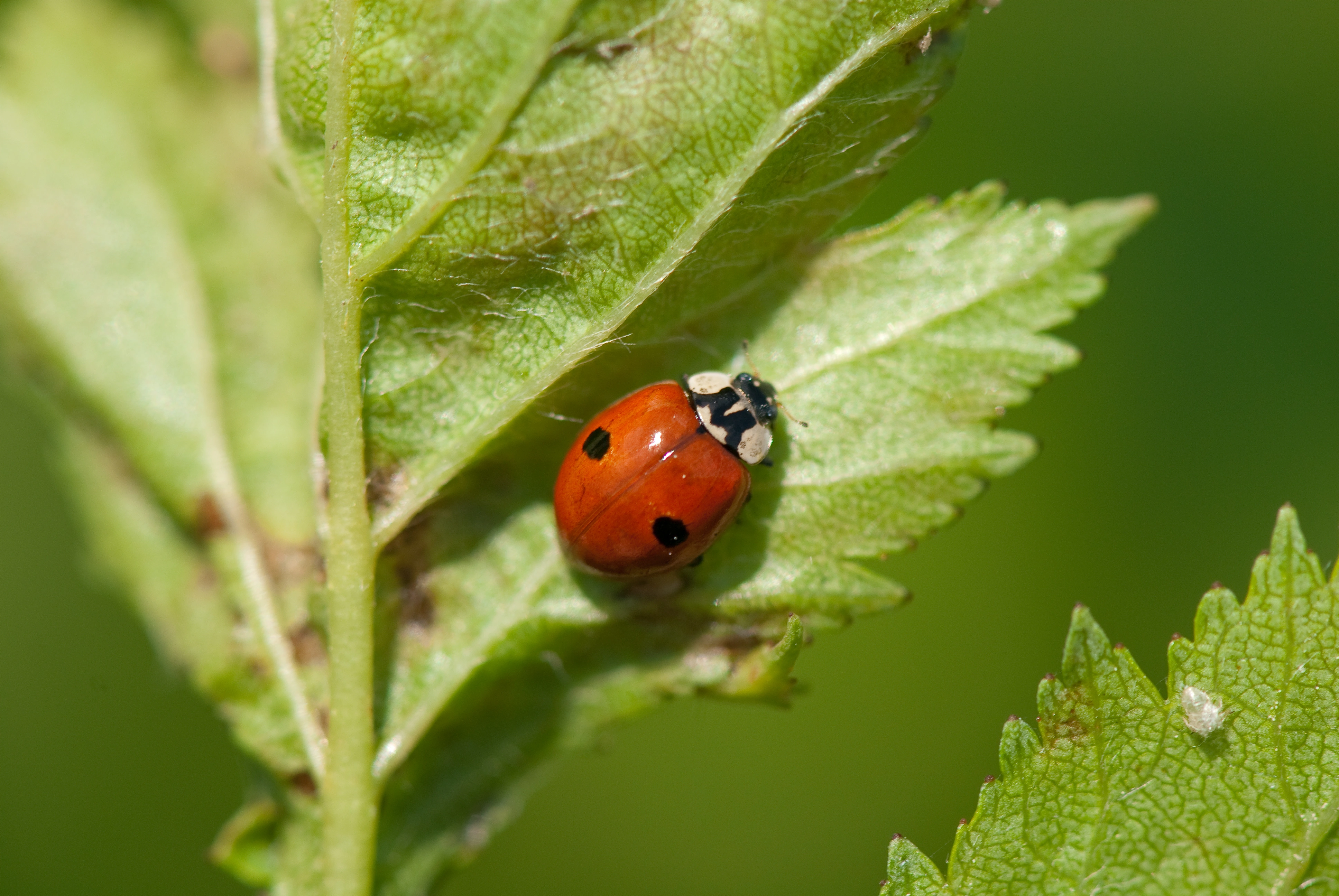 : Adalia bipunctata.