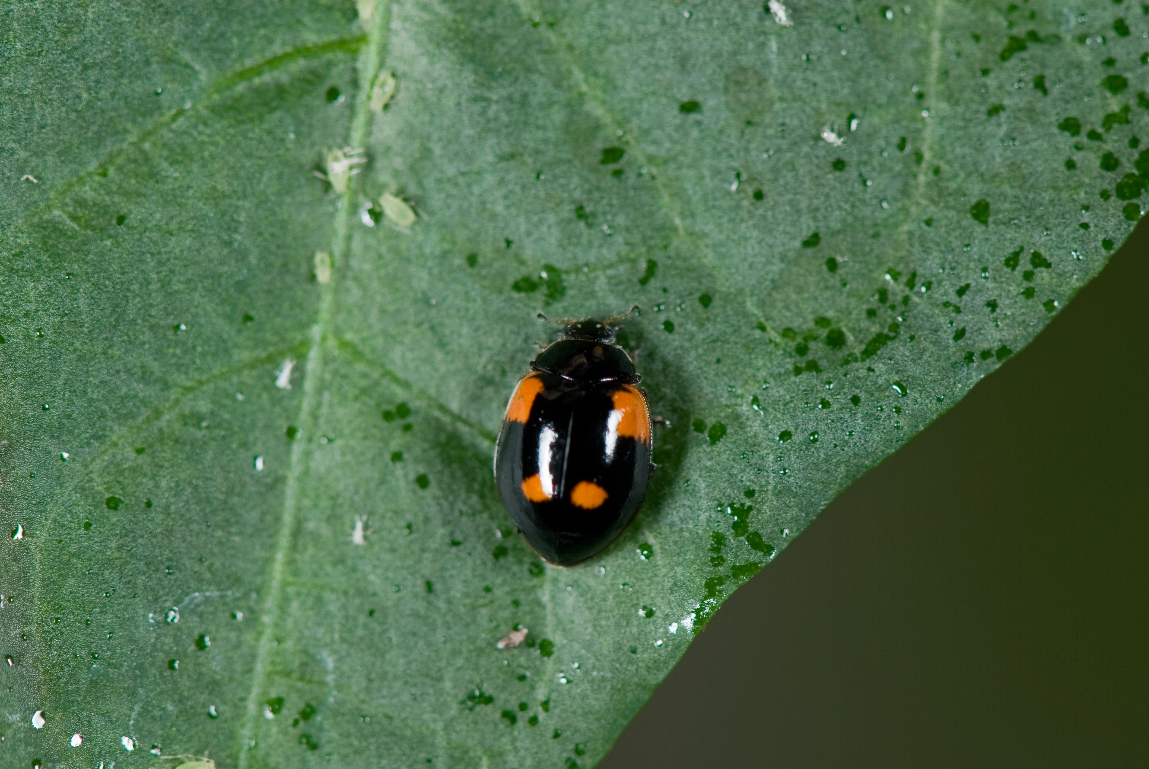 : Adalia bipunctata.