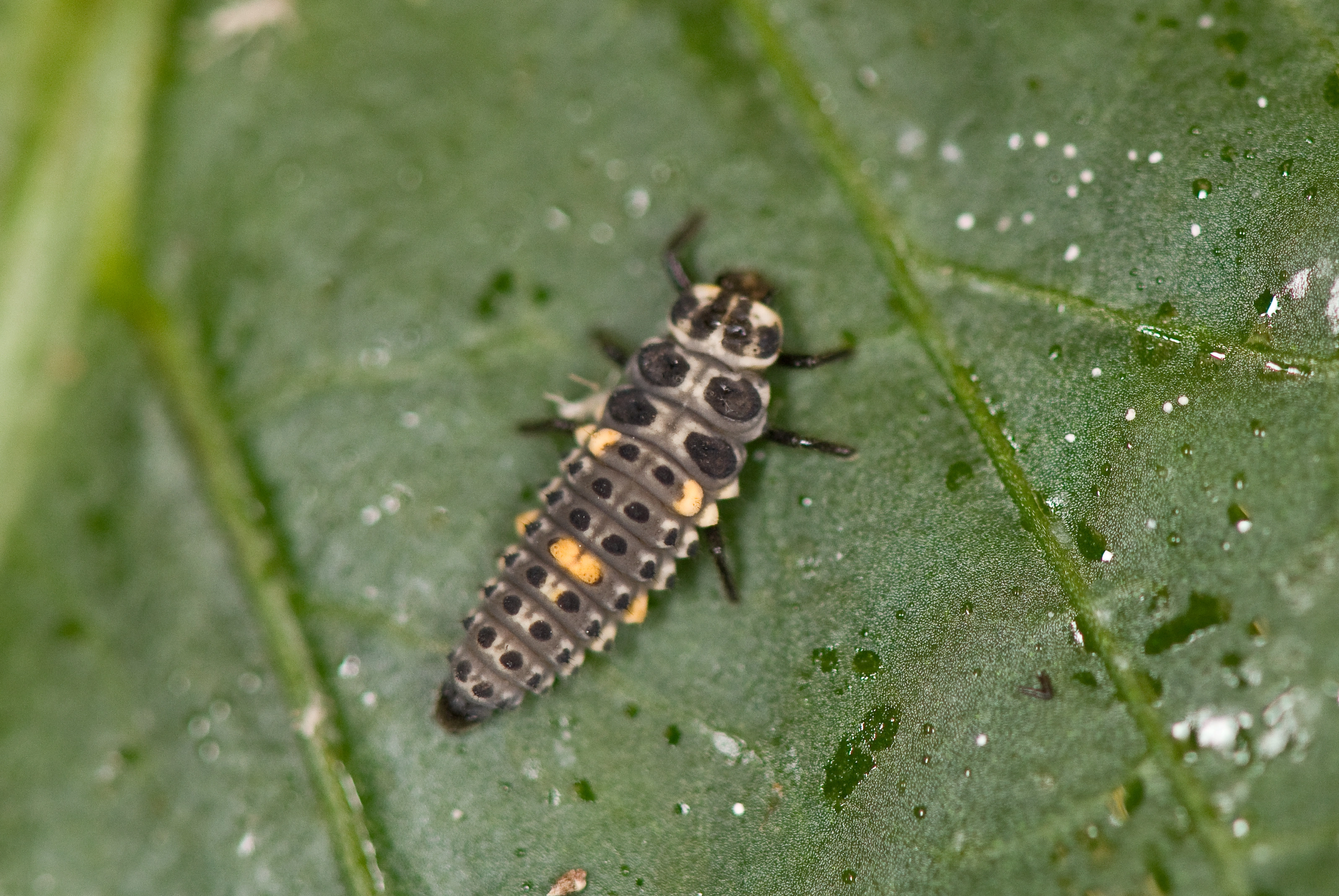 : Adalia bipunctata.