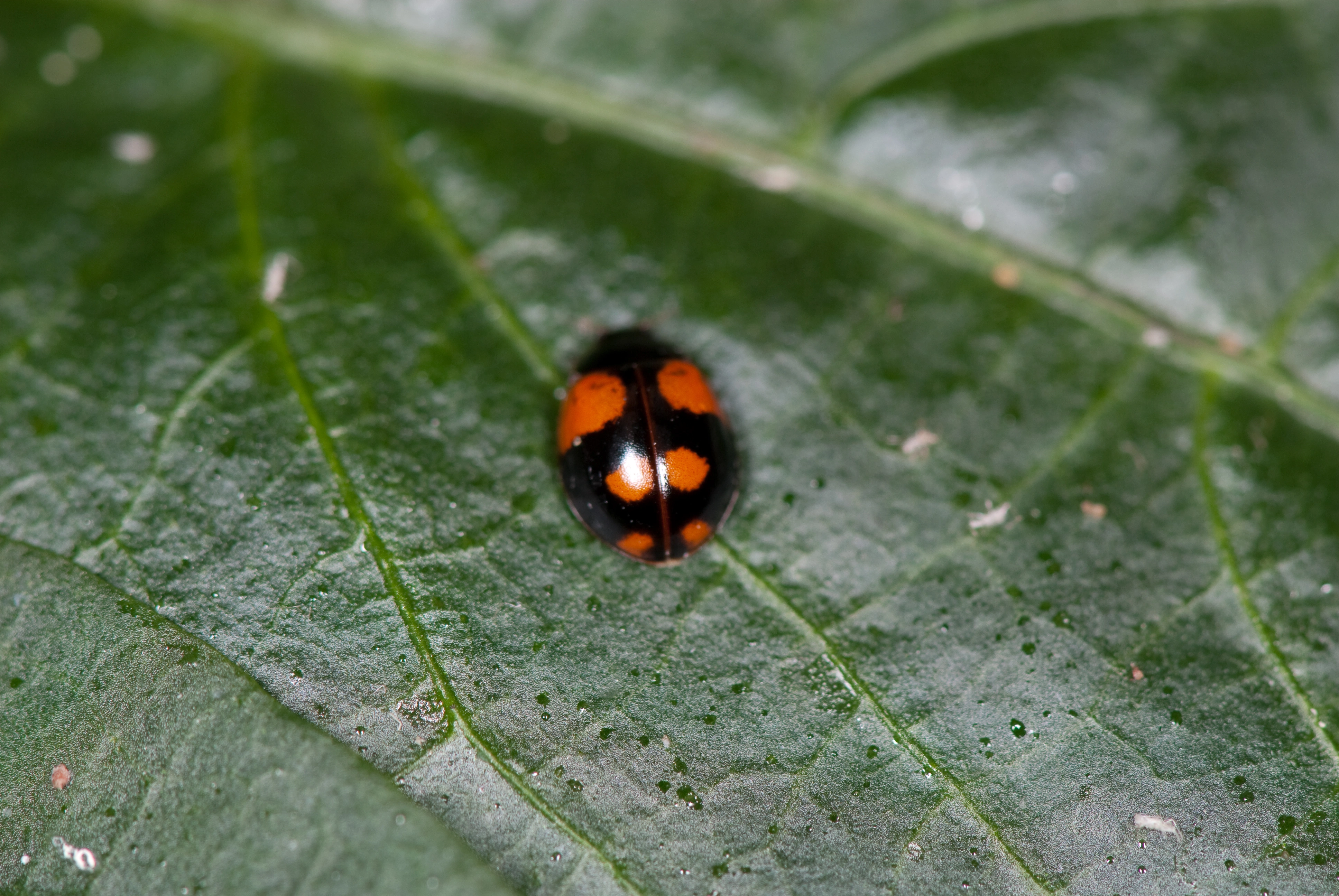 : Adalia bipunctata.