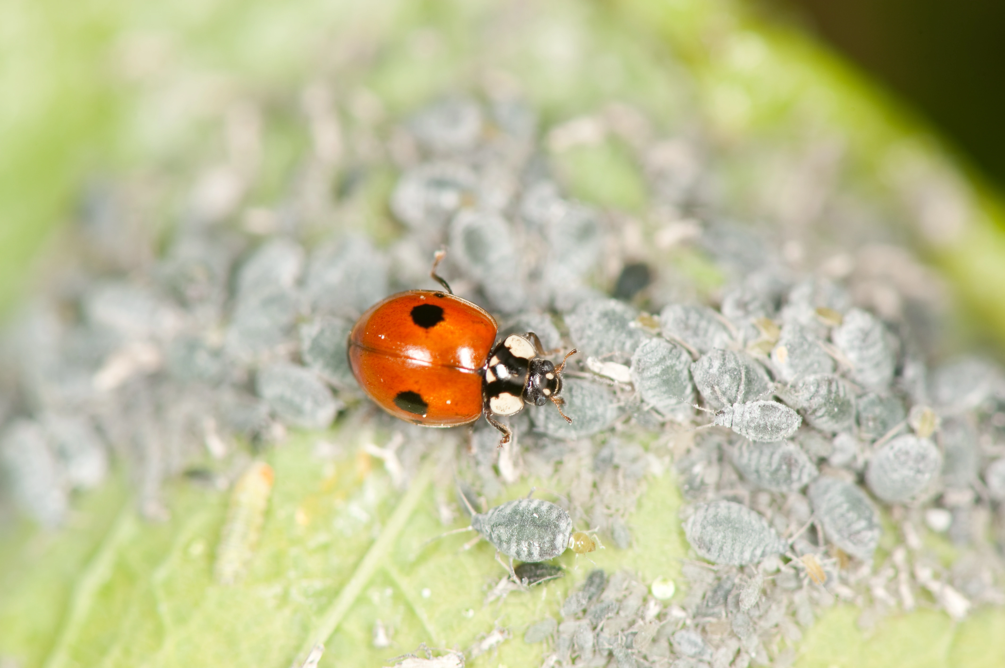 : Adalia bipunctata.