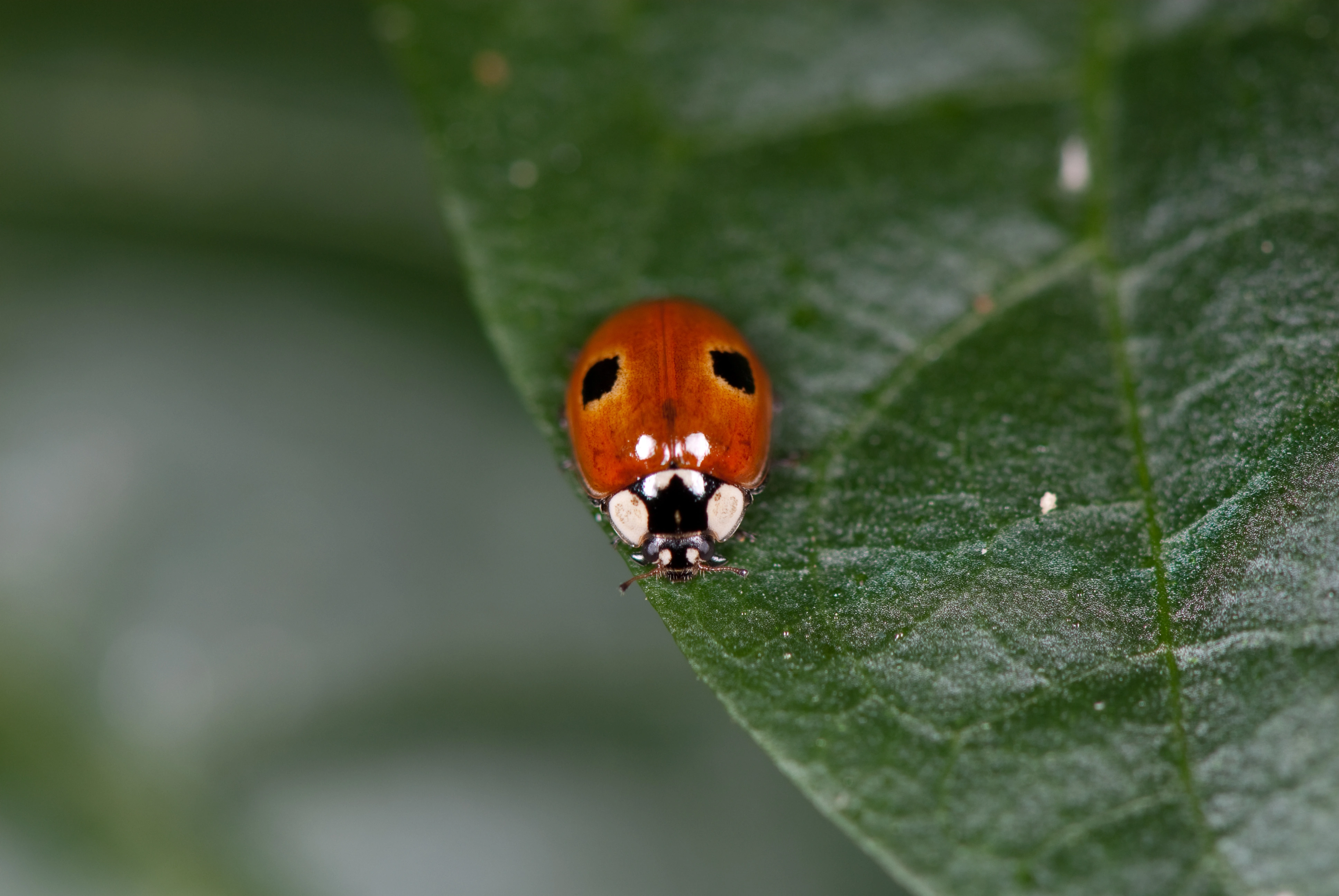 : Adalia bipunctata.